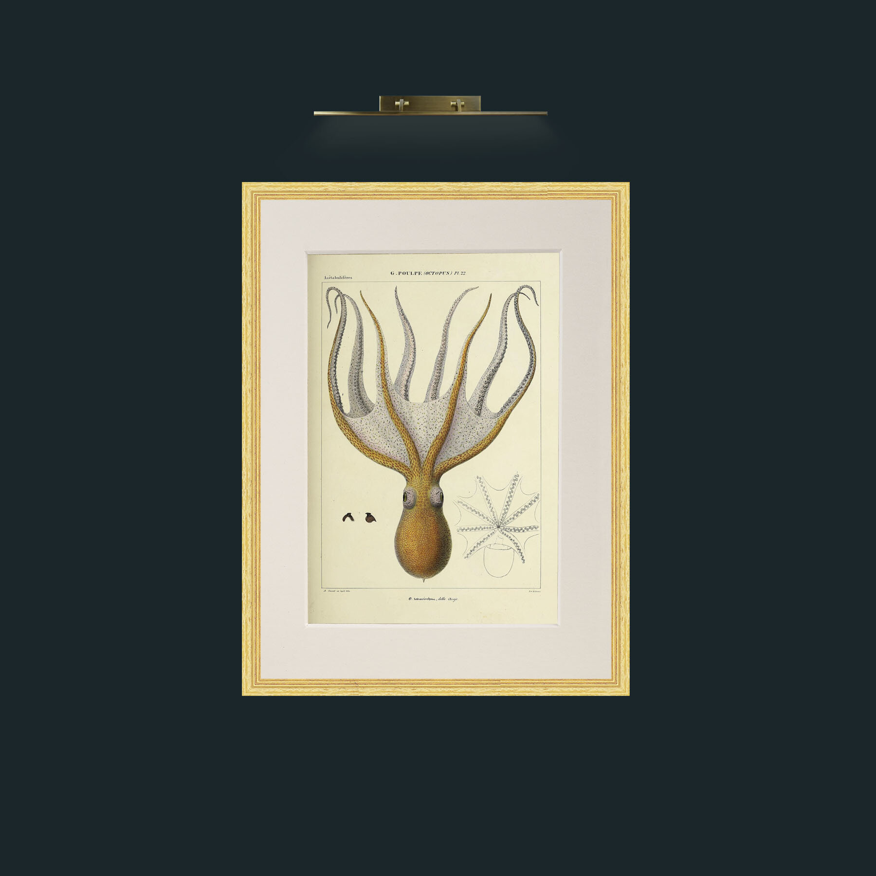 Art-Yellow Octapus.jpg-Frame-4BevelledGilt-Mount-1Antique.jpg