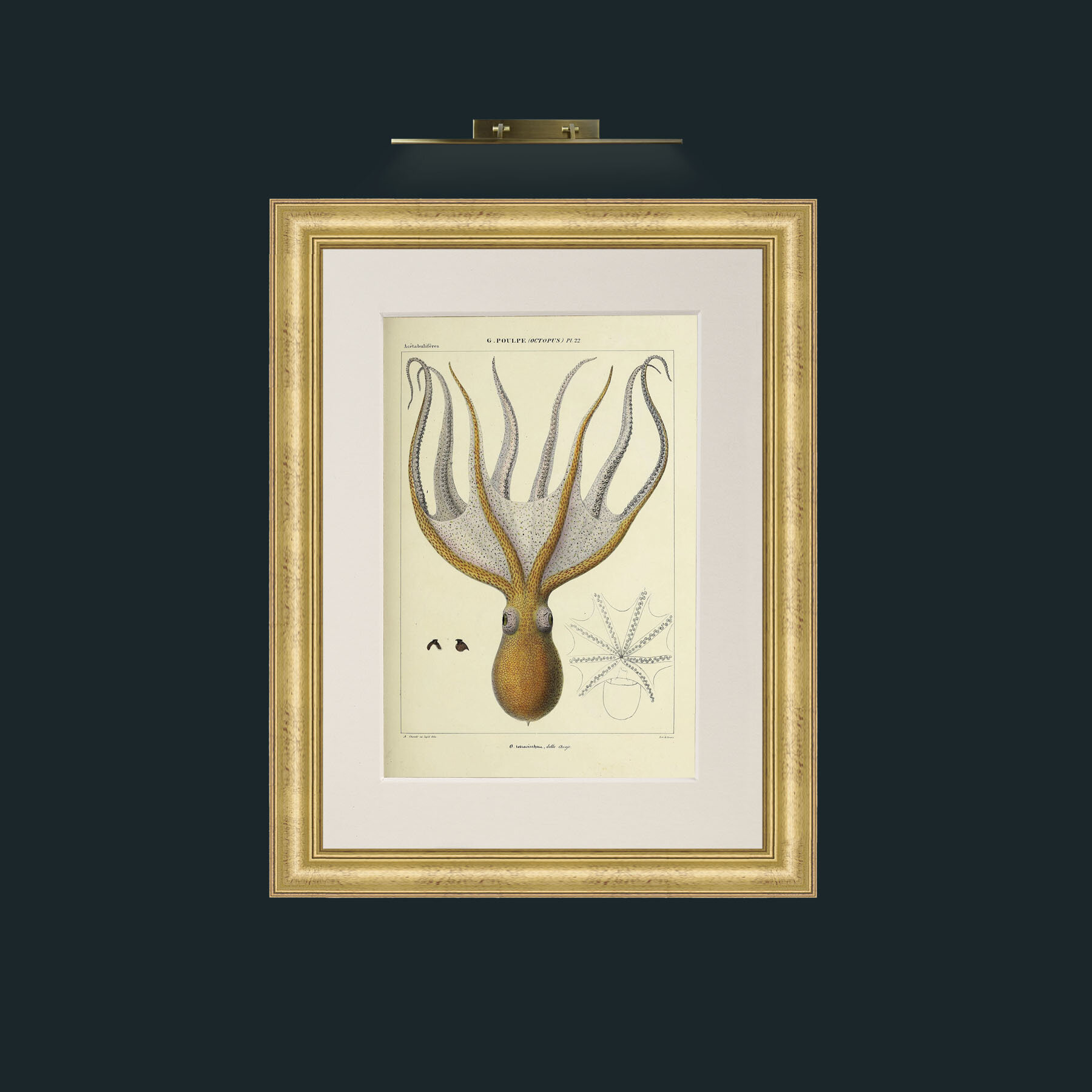 Art-Yellow Octapus.jpg-Frame-9WideGilt-Mount-1Antique.jpg