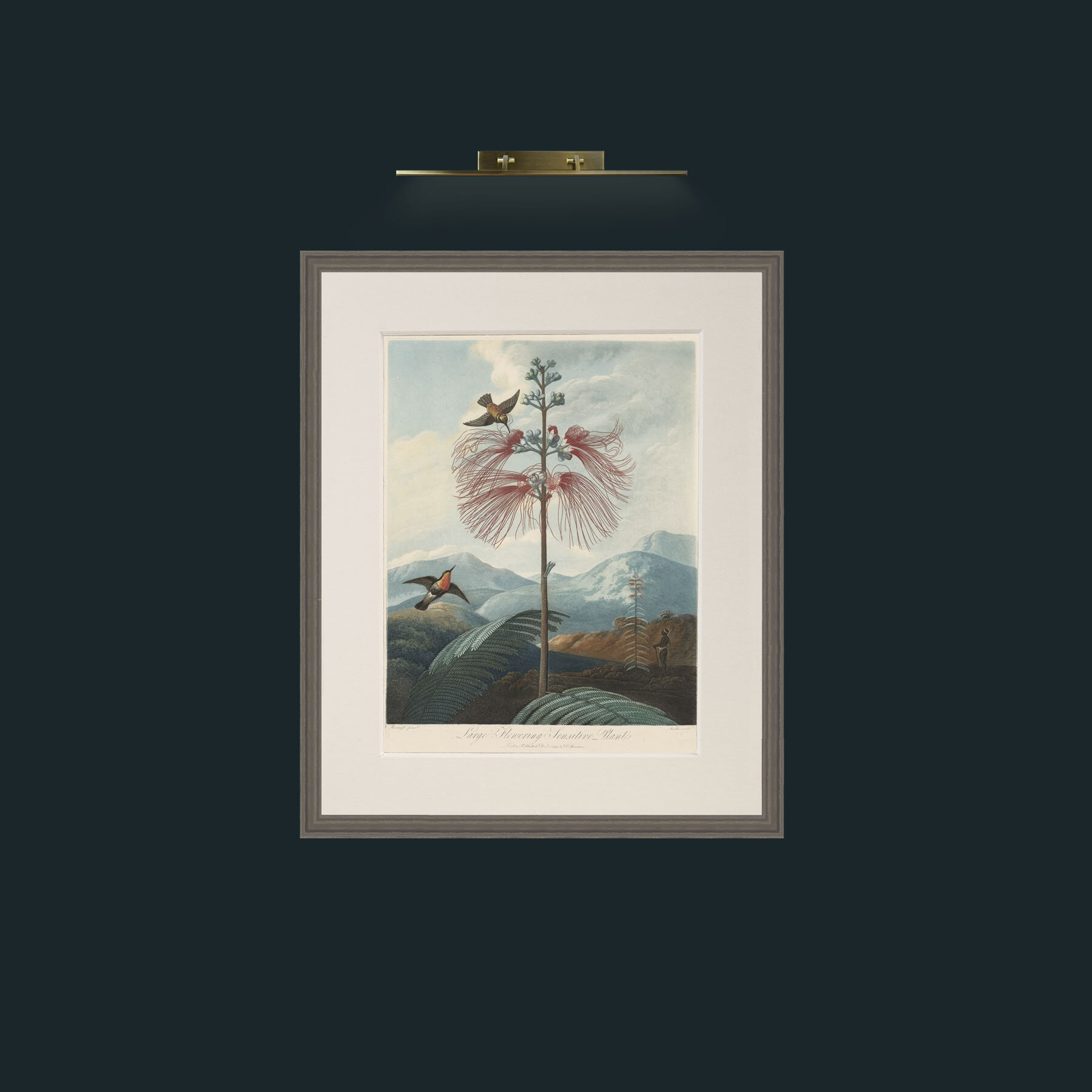 Art-Flower in Sensitive Plant-Frame-6Grey-Mount-1Antique.jpg