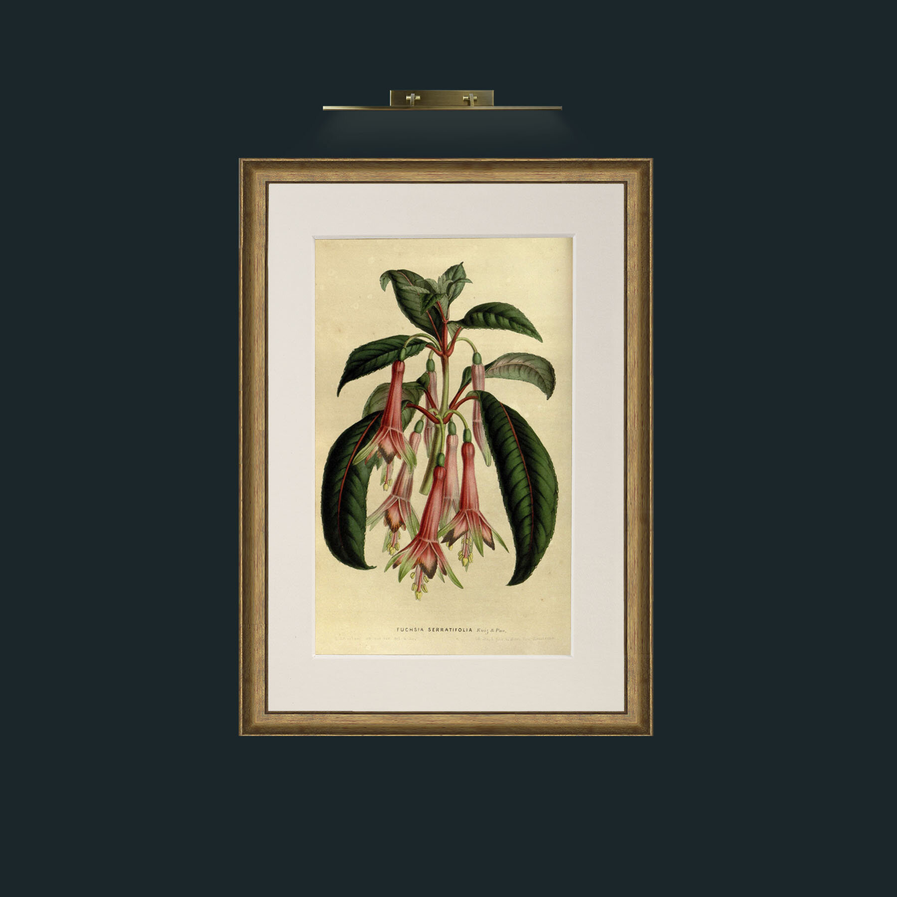 Art-Fuchsia.jpg-Frame-8RedGreenGilt-Mount-1Antique.jpg