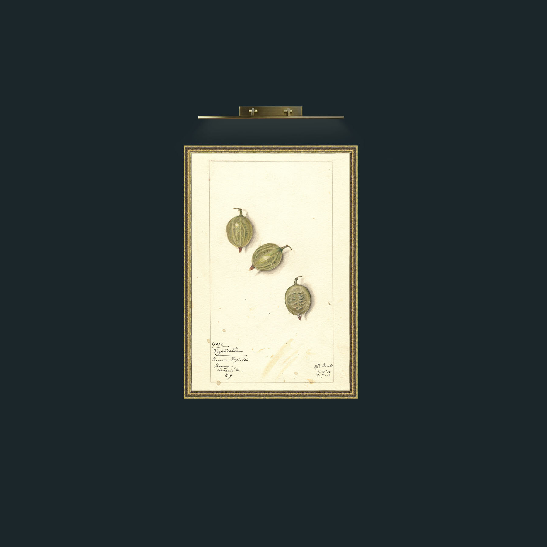 Art-Gooseberry-Frame-1GiltTextured.jpg