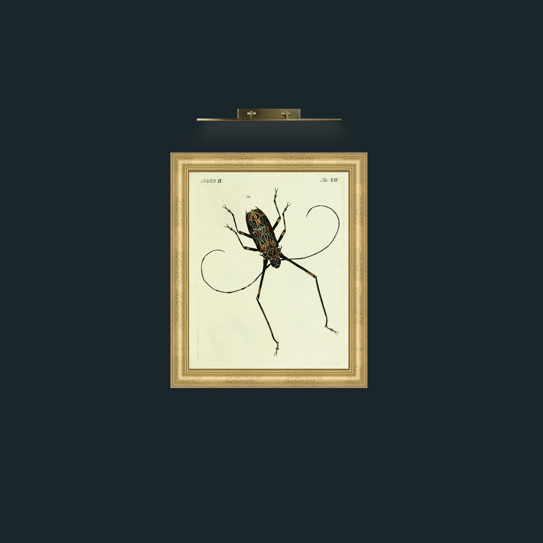 Art-BeetleFrame-8WideGilt-Art-Beetle.jpg