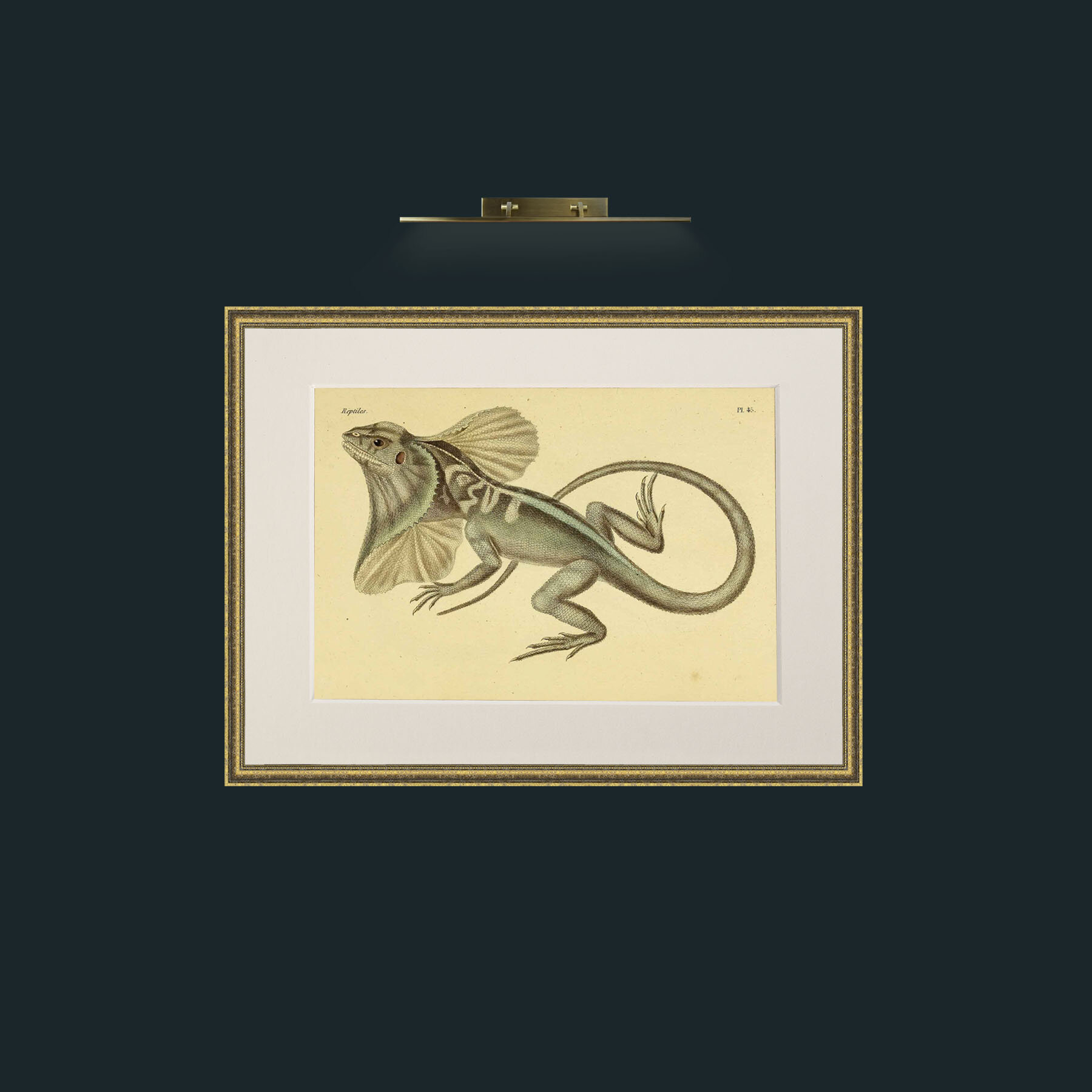 Art-Chlamydosaurus Kingii-Frame-1TexturedGilt-Mount-1Antique.jpg