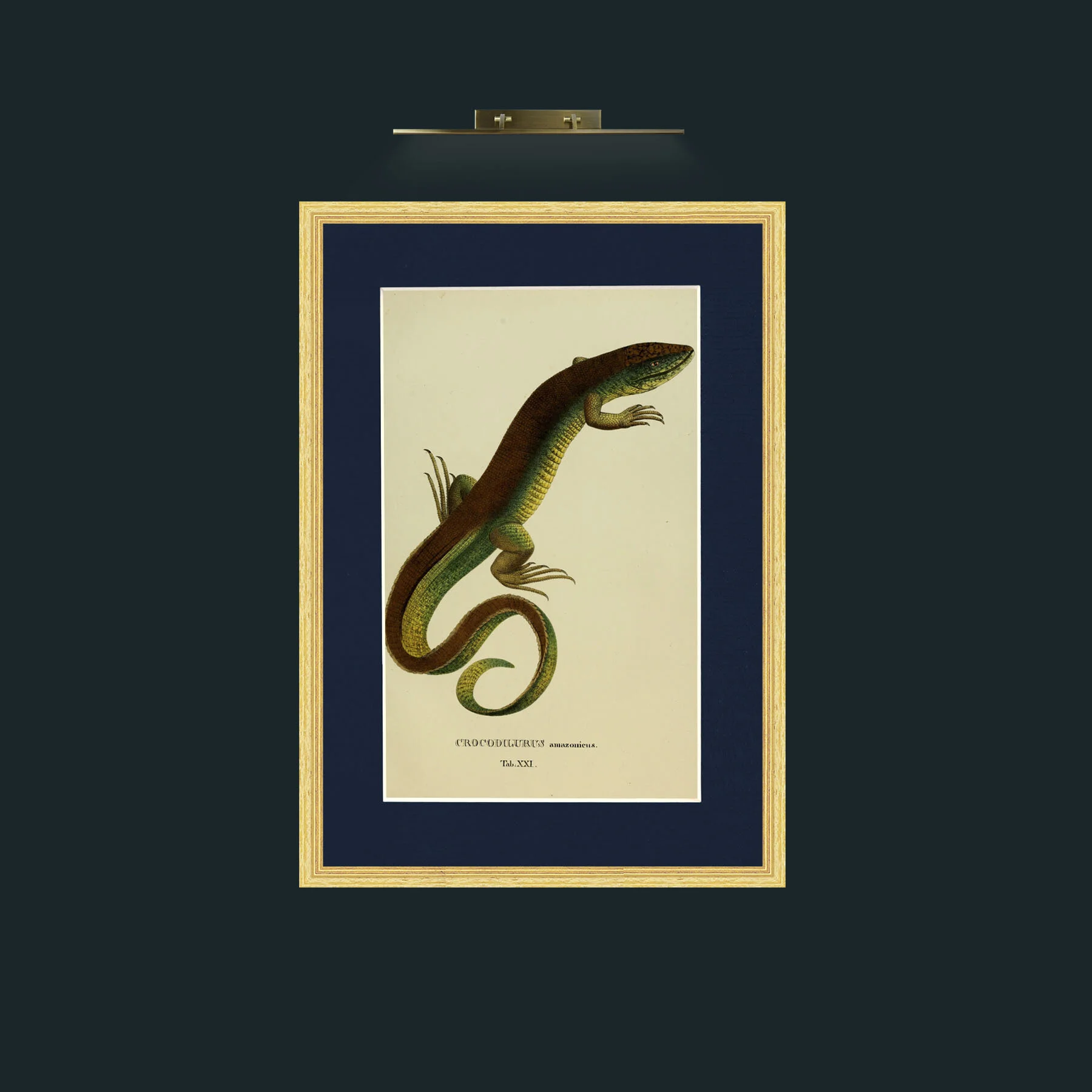 Art-Crocodilurus Amazonieux.jpg-Frame-4BevelledGilt-Mount-3Blue.jpg