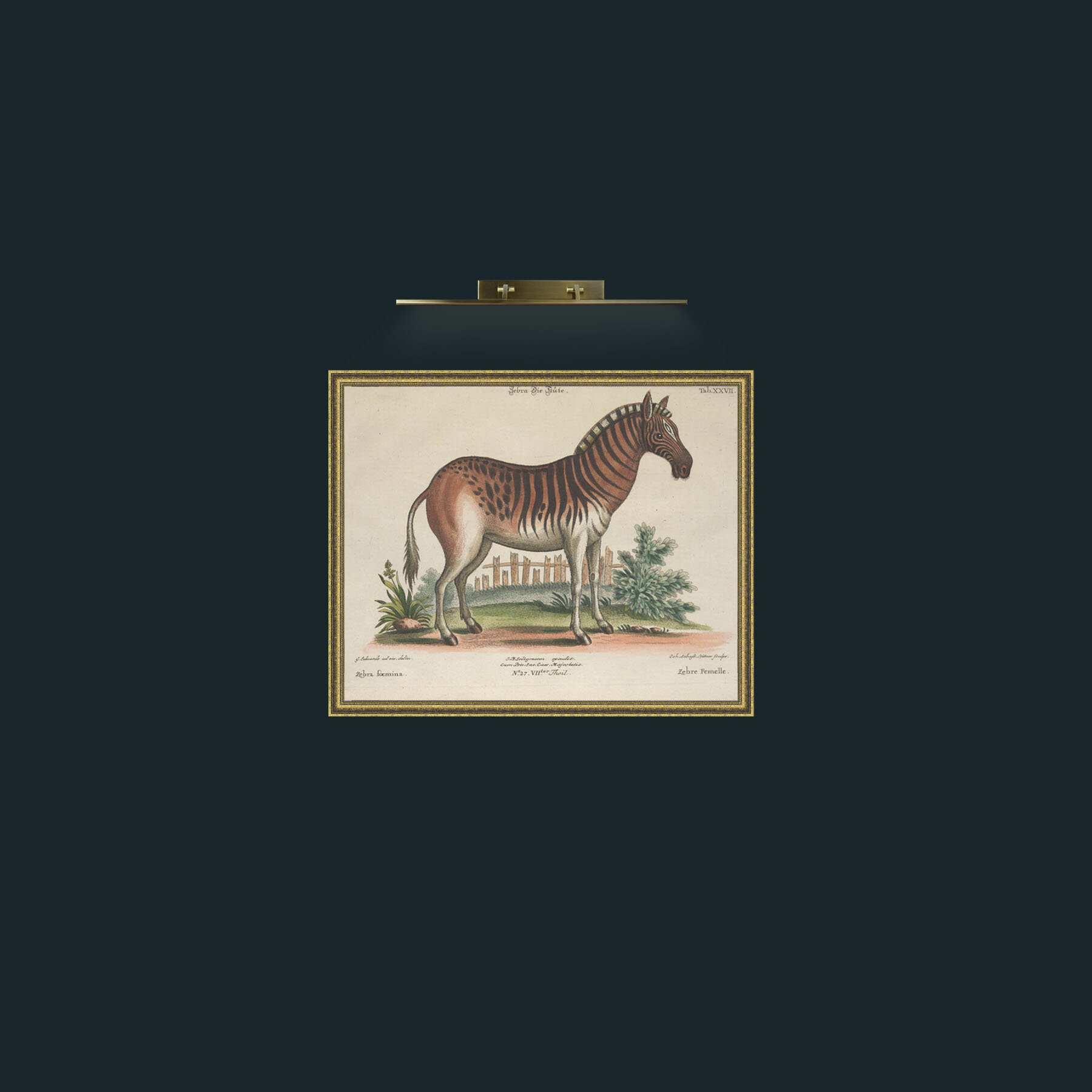 Art-Femelle Zebra.jpg