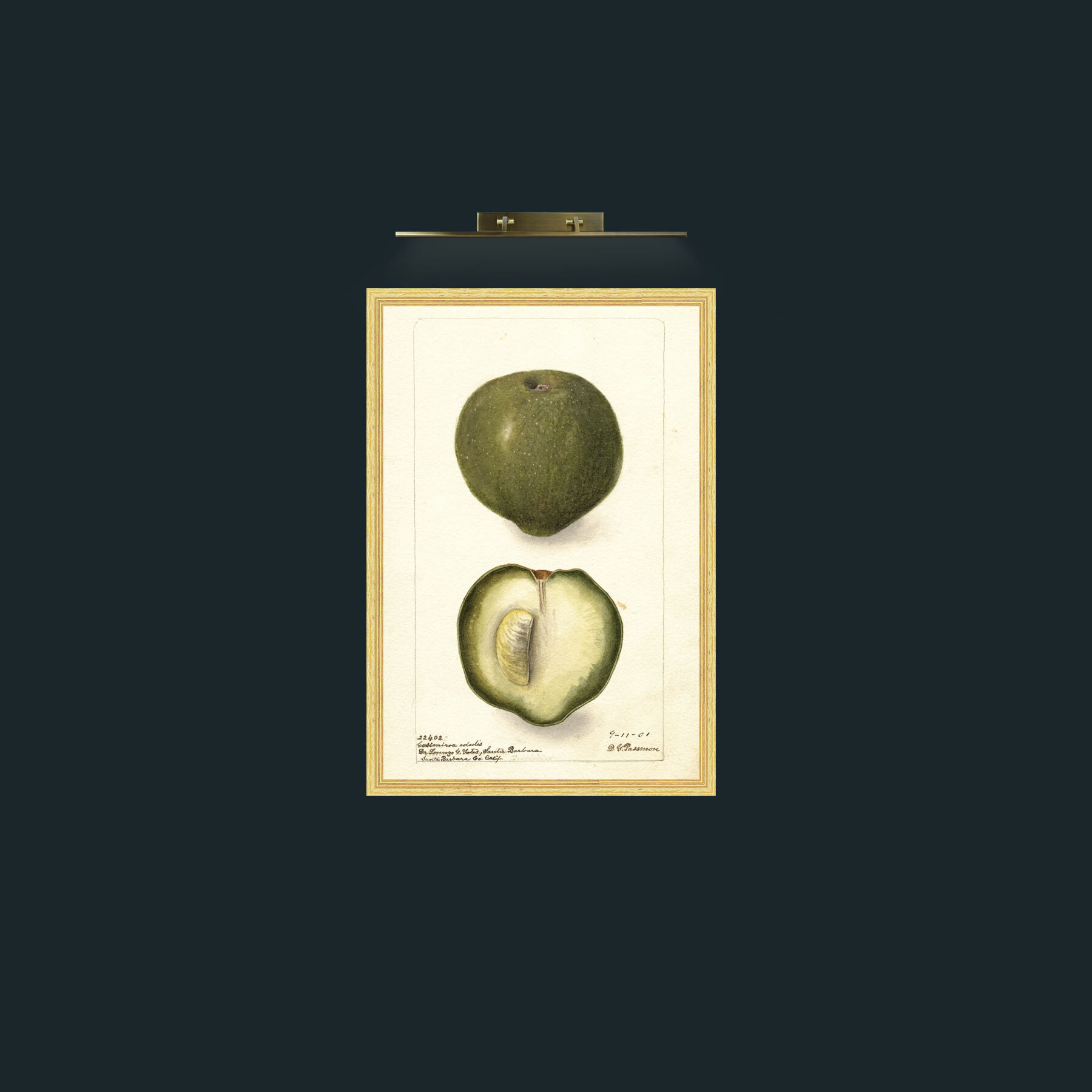 Art-Guava-Frame-4BevelledGilt.jpg