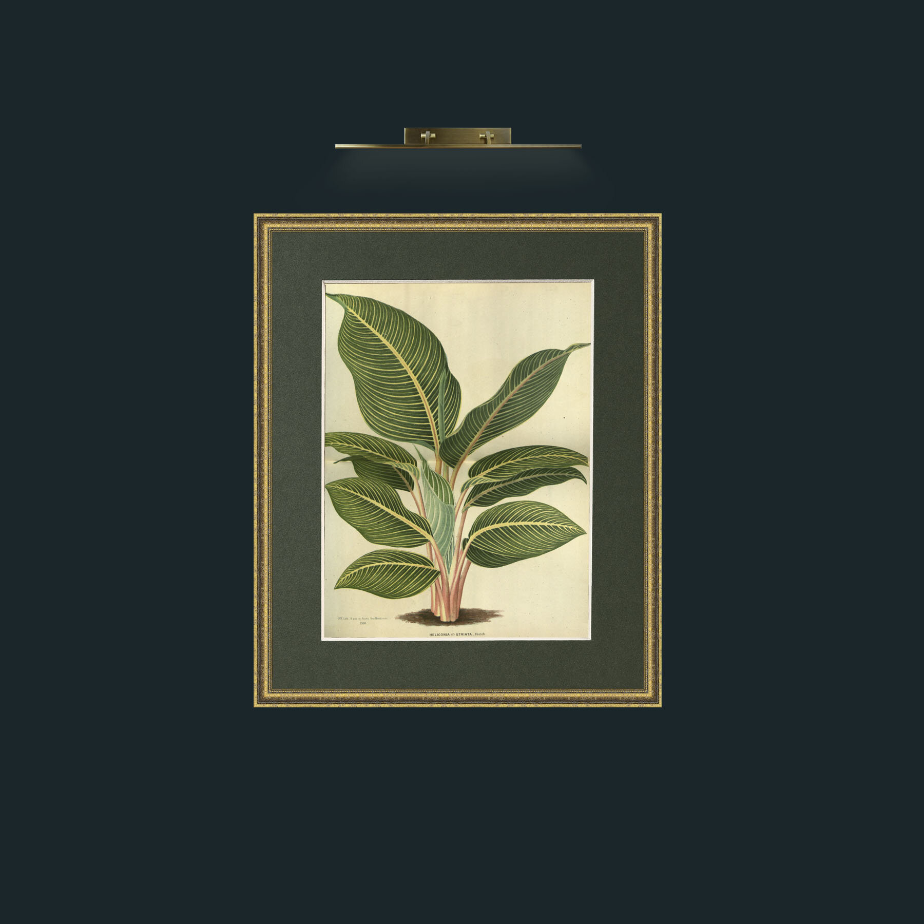Art-Heliconia Striata-Frame-1GiltTextured-Mount-2Green.jpg