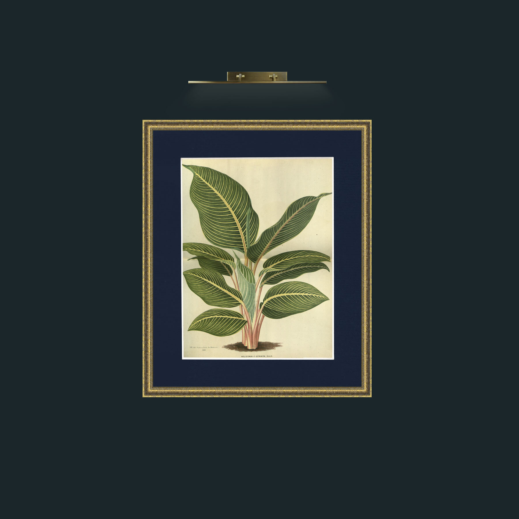 Art-Heliconia Striata-Frame-1GiltTextured-Mount-3Blue.jpg
