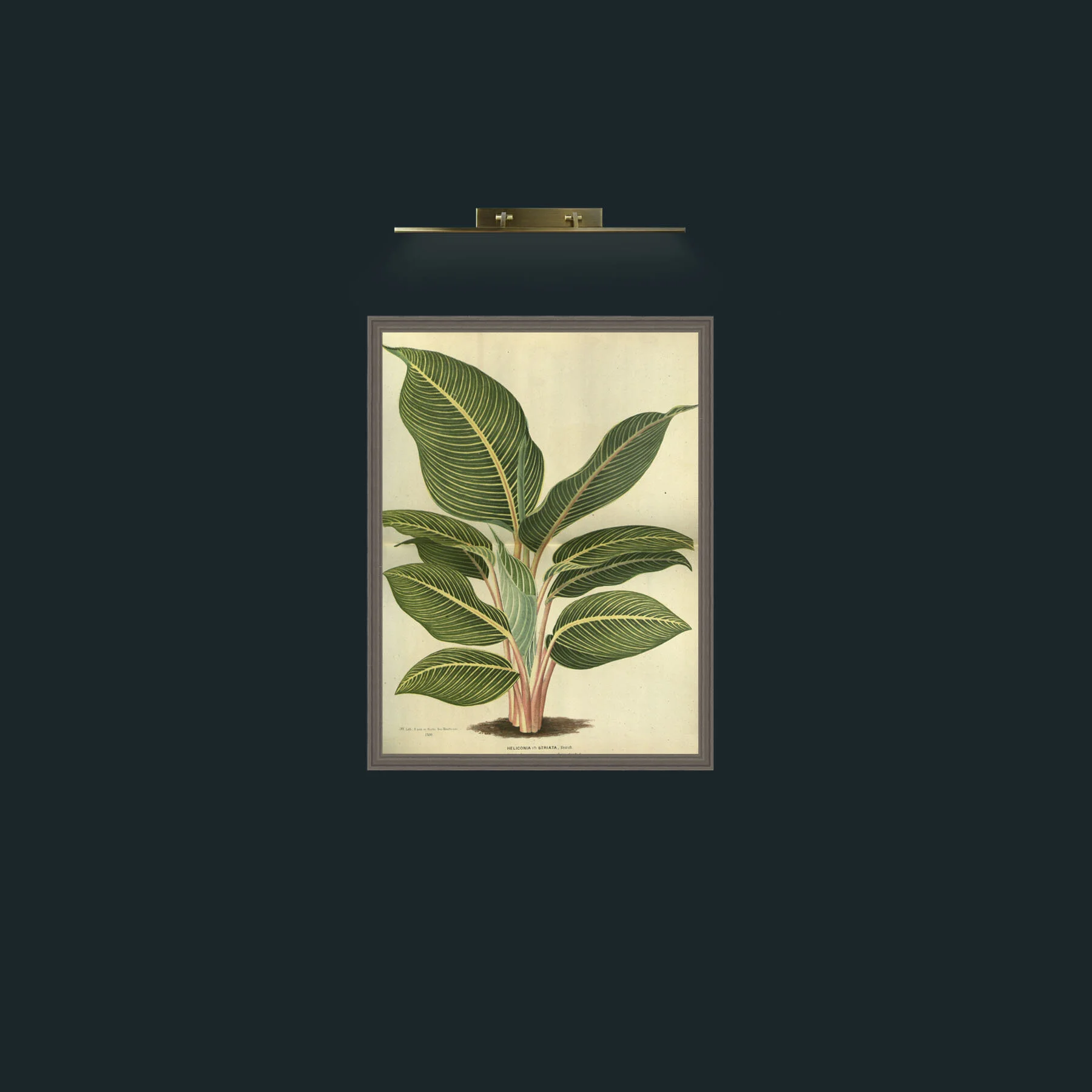 Art-Heliconia Striata-Frame-6Grey.jpg