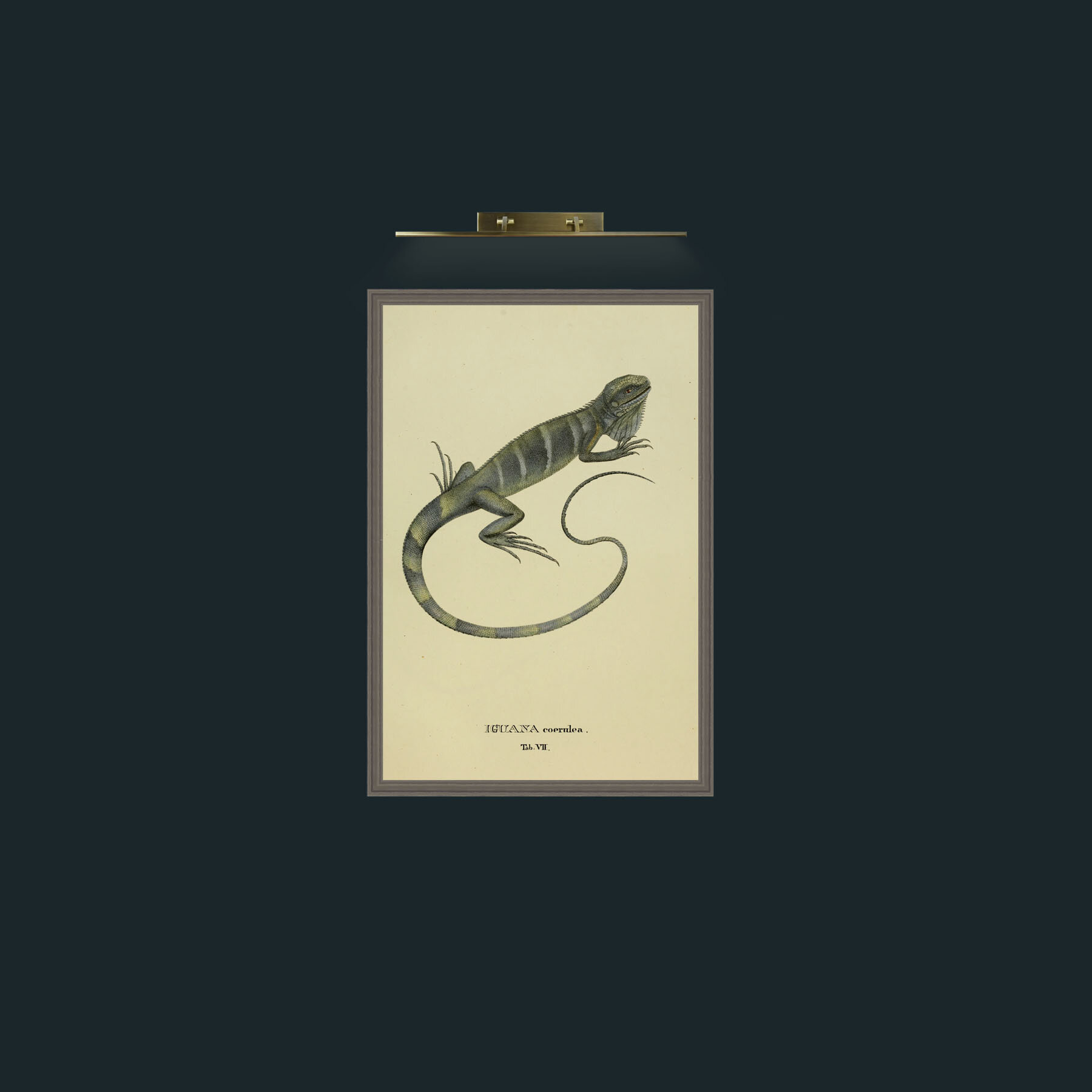 Art-Iguana Coerulea-Frame-6Grey.jpg