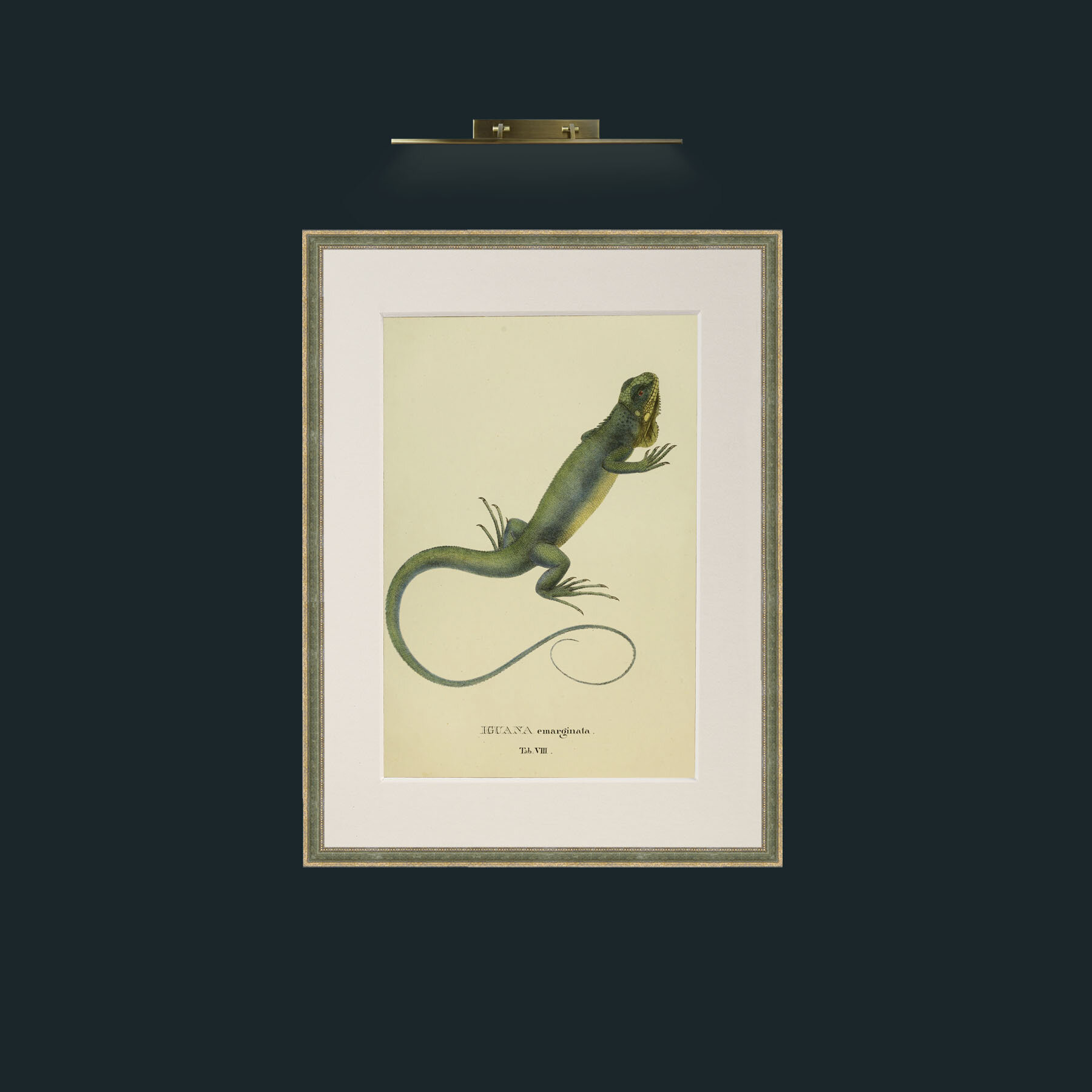 Art-Iguana Emarginata.jpg-Frame-2GreenGiltTextured-Mount-1Antique.jpg