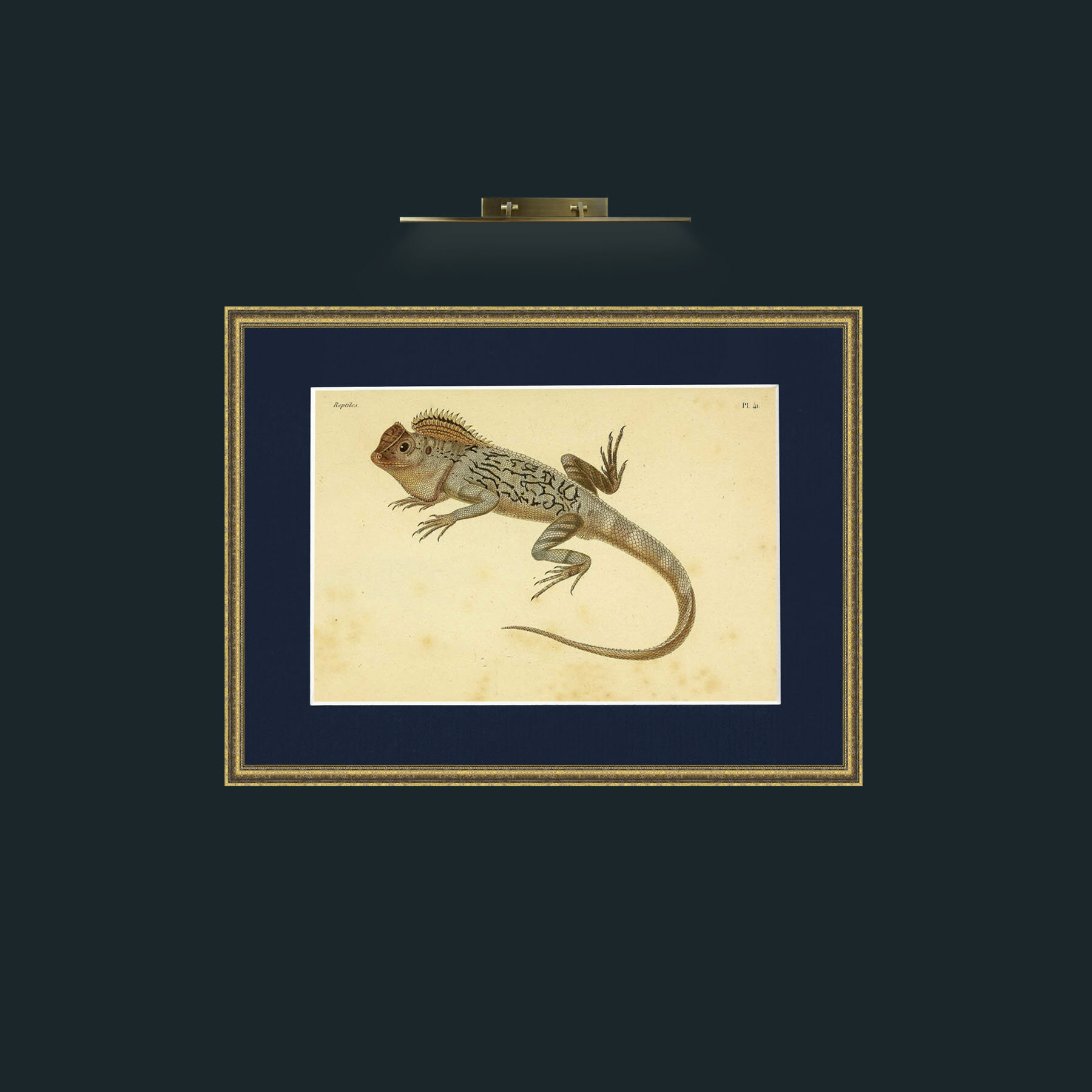 Art-Lophyre Tigre-Frame-1TexturedGilt-Mount-3Blue.jpg