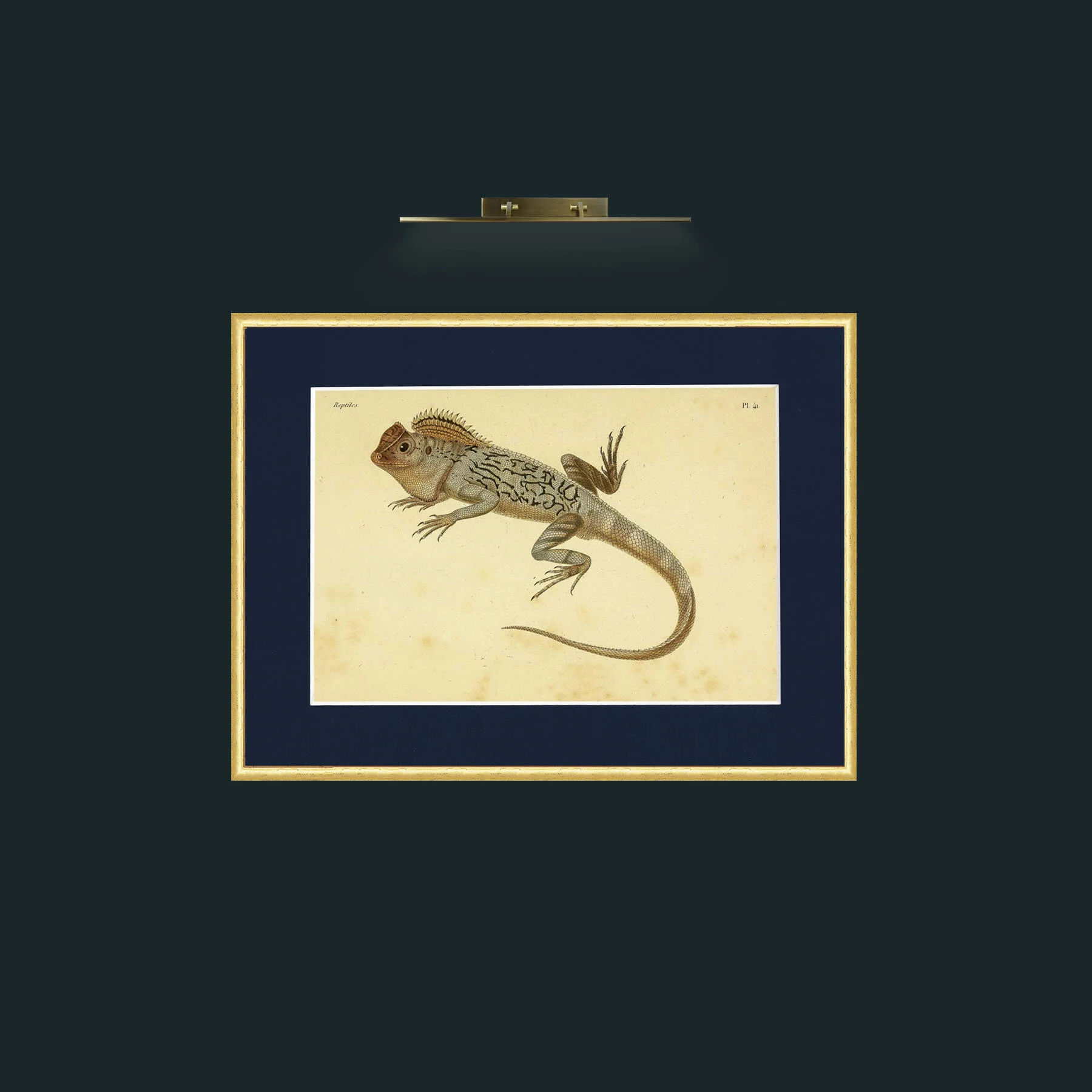 Art-Lophyre Tigre-Frame-3RoundedGilt-Mount-3Blue.jpg