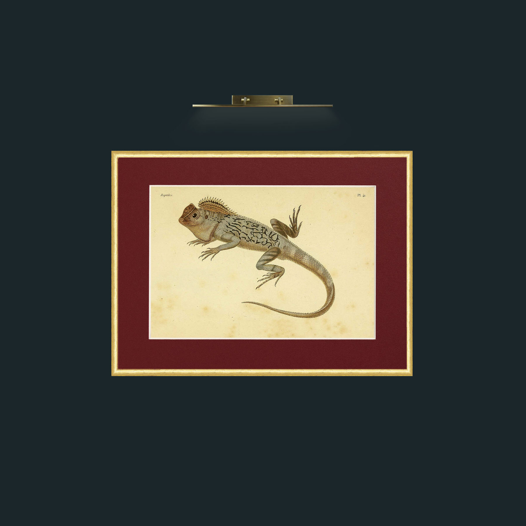 Art-Lophyre Tigre-Frame-3RoundedGilt-Mount-4Red.jpg