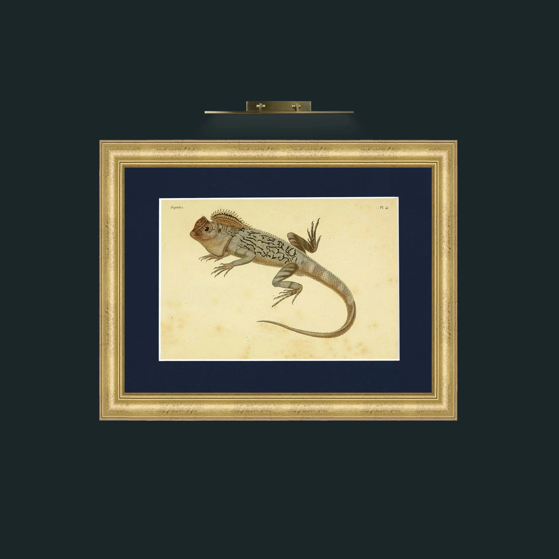Art-Lophyre Tigre-Frame-9WideGilt-Mount-3Blue.jpg