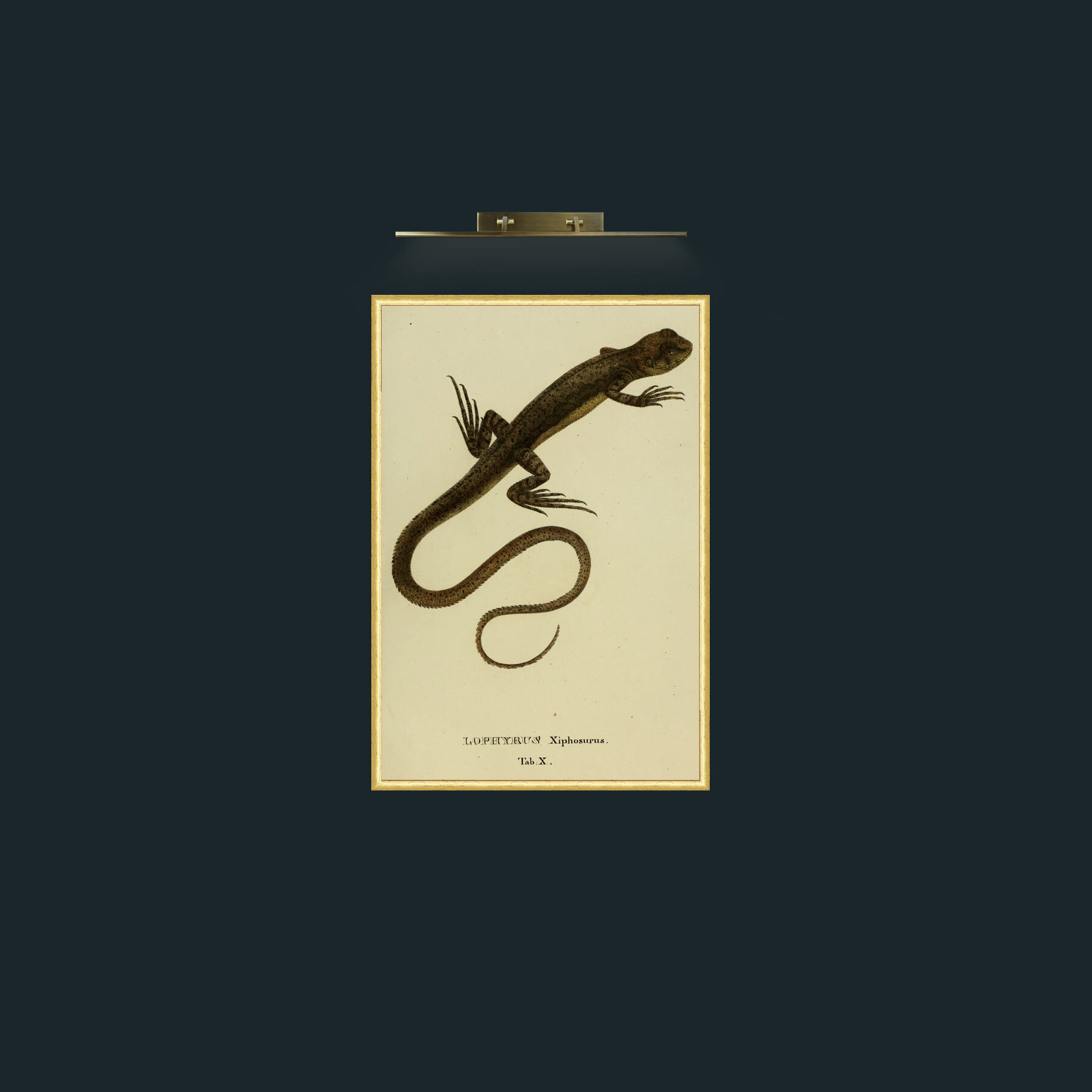 Art-Lophyrus Xiphosurus-Frame-3RoundedGilt.jpg