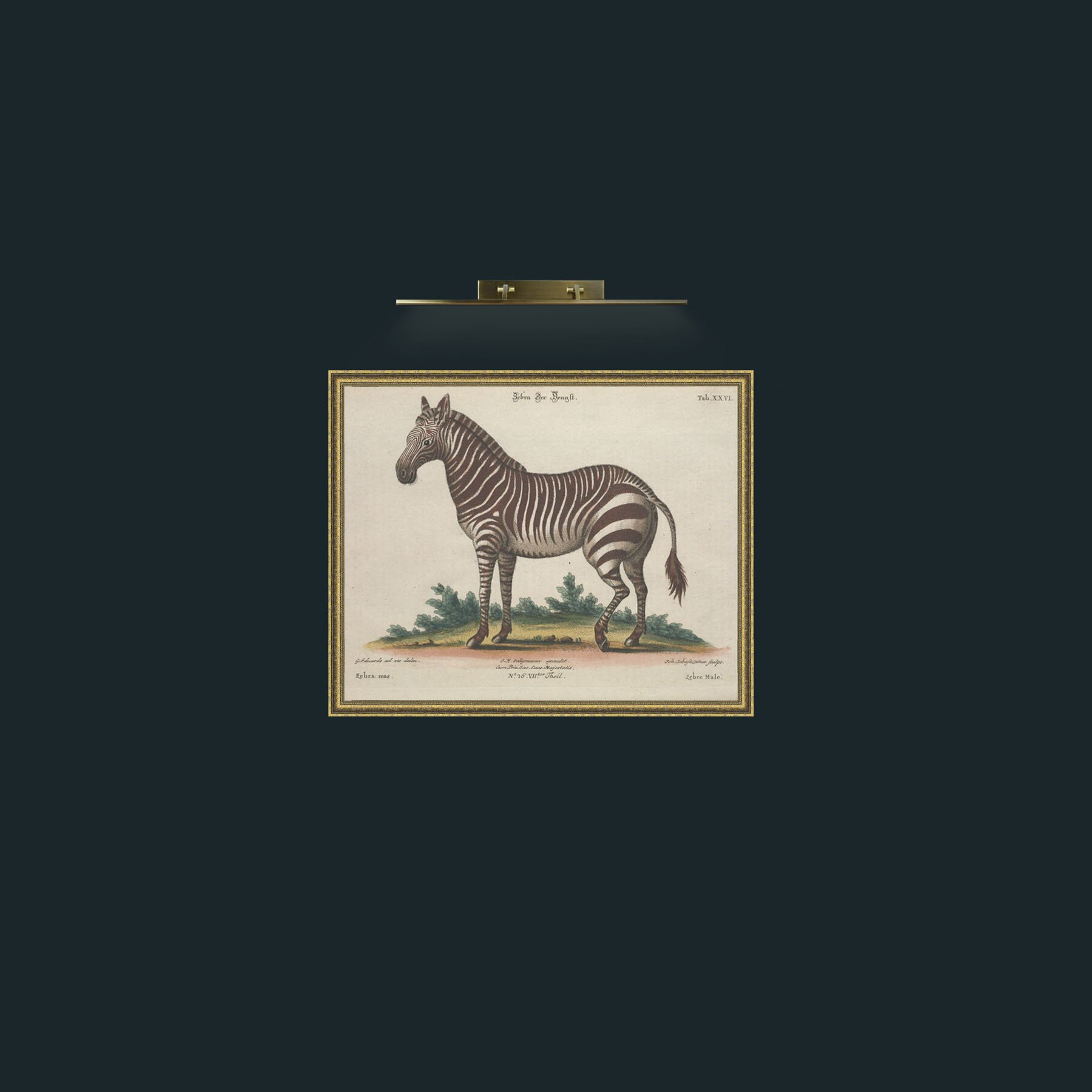 Art-Male Zebra.jpg