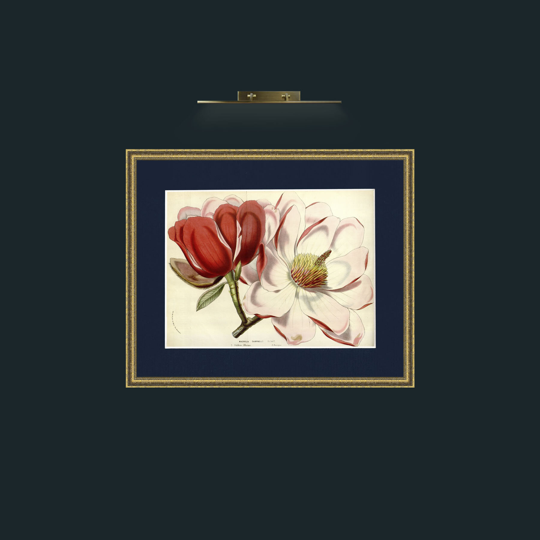 Art-Magnolia Campbellii-Frame-1GiltTextured-Mount-3Blue.jpg