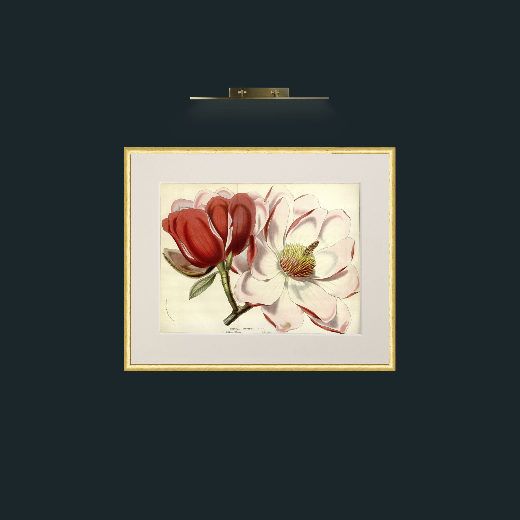 Art-Magnolia Campbellii-Frame-3RoundedGilt-Mount-1Antique.jpg