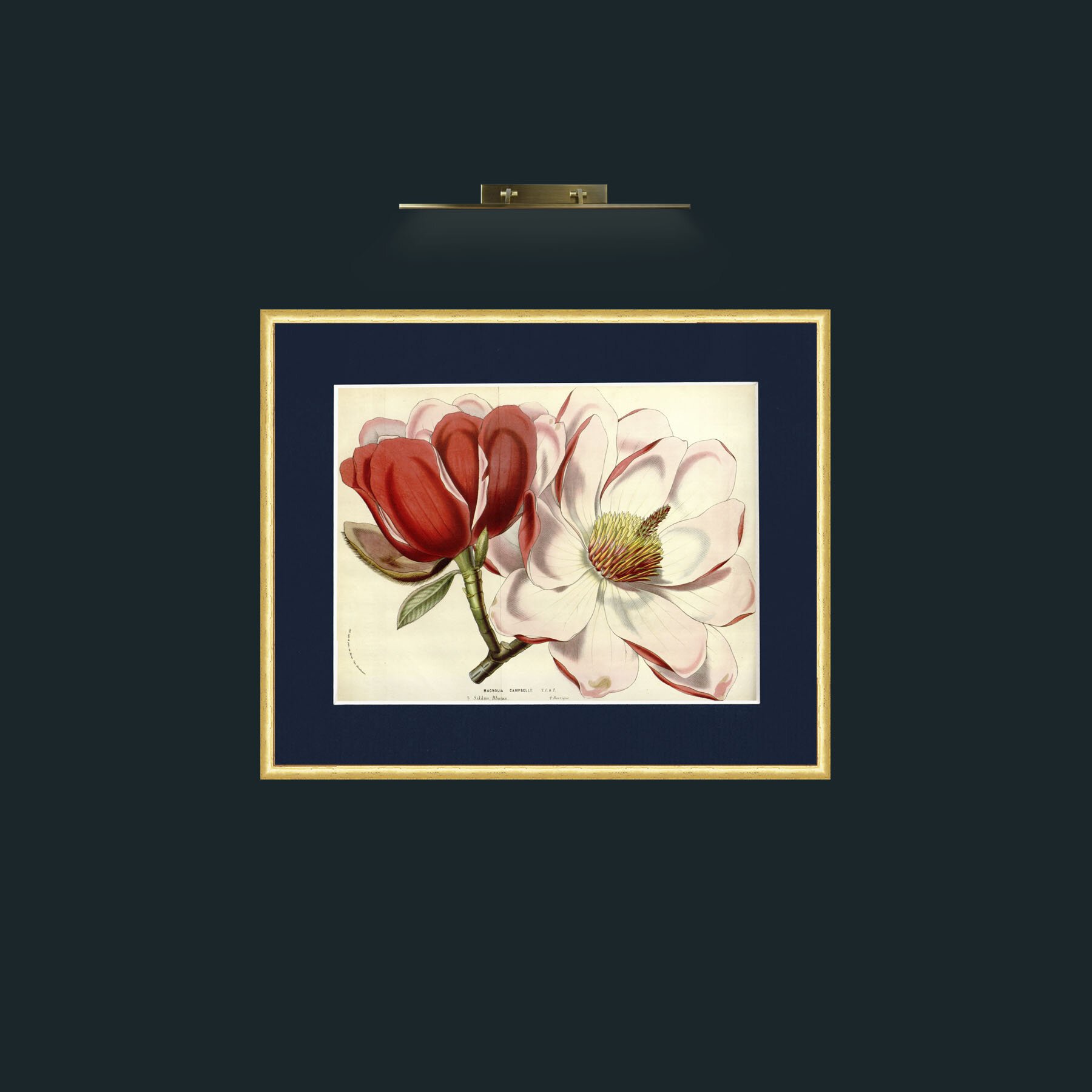 Art-Magnolia Campbellii-Frame-3RoundedGilt-Mount-3Blue.jpg