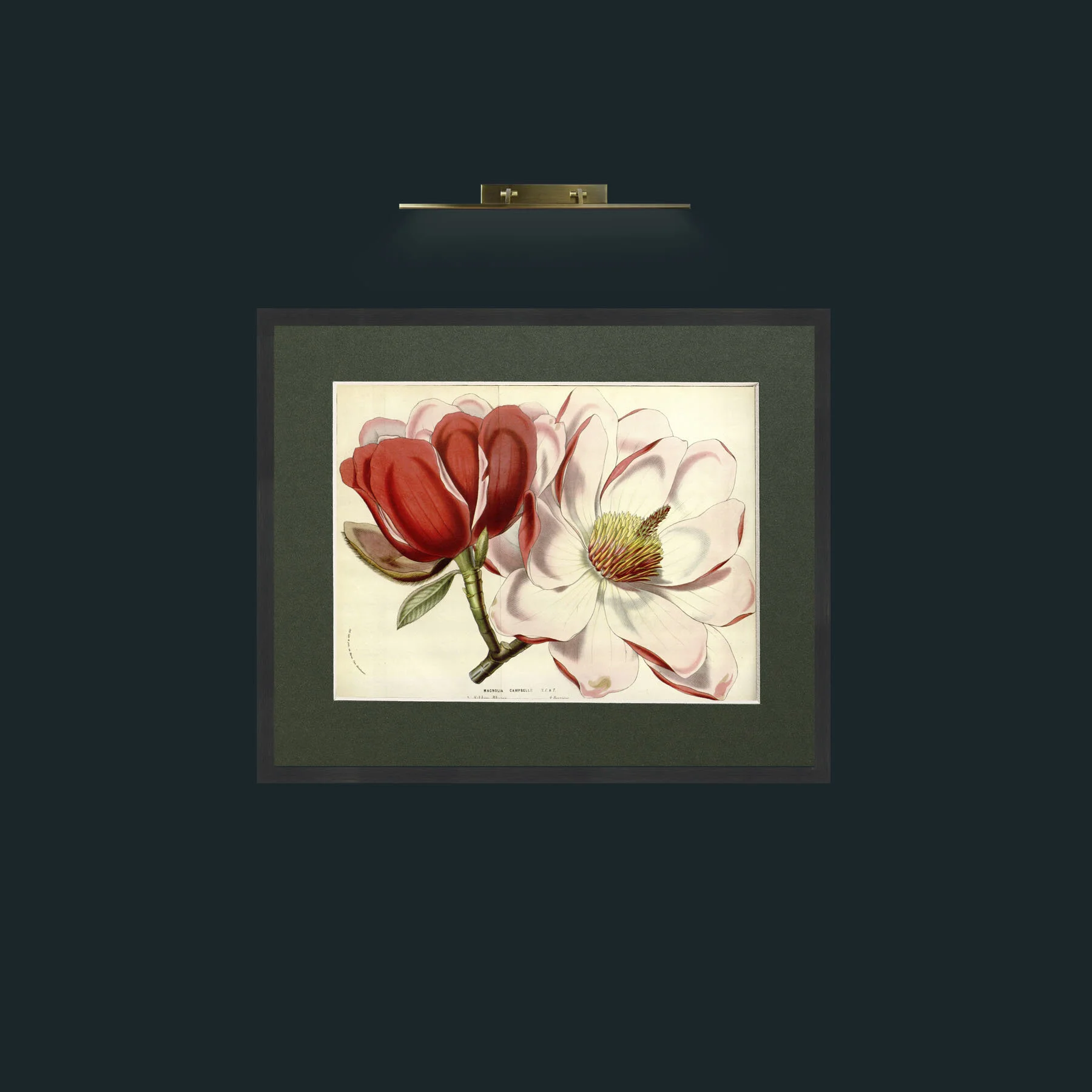 Art-Magnolia Campbellii-Frame-7Black-Mount-2Green.jpg
