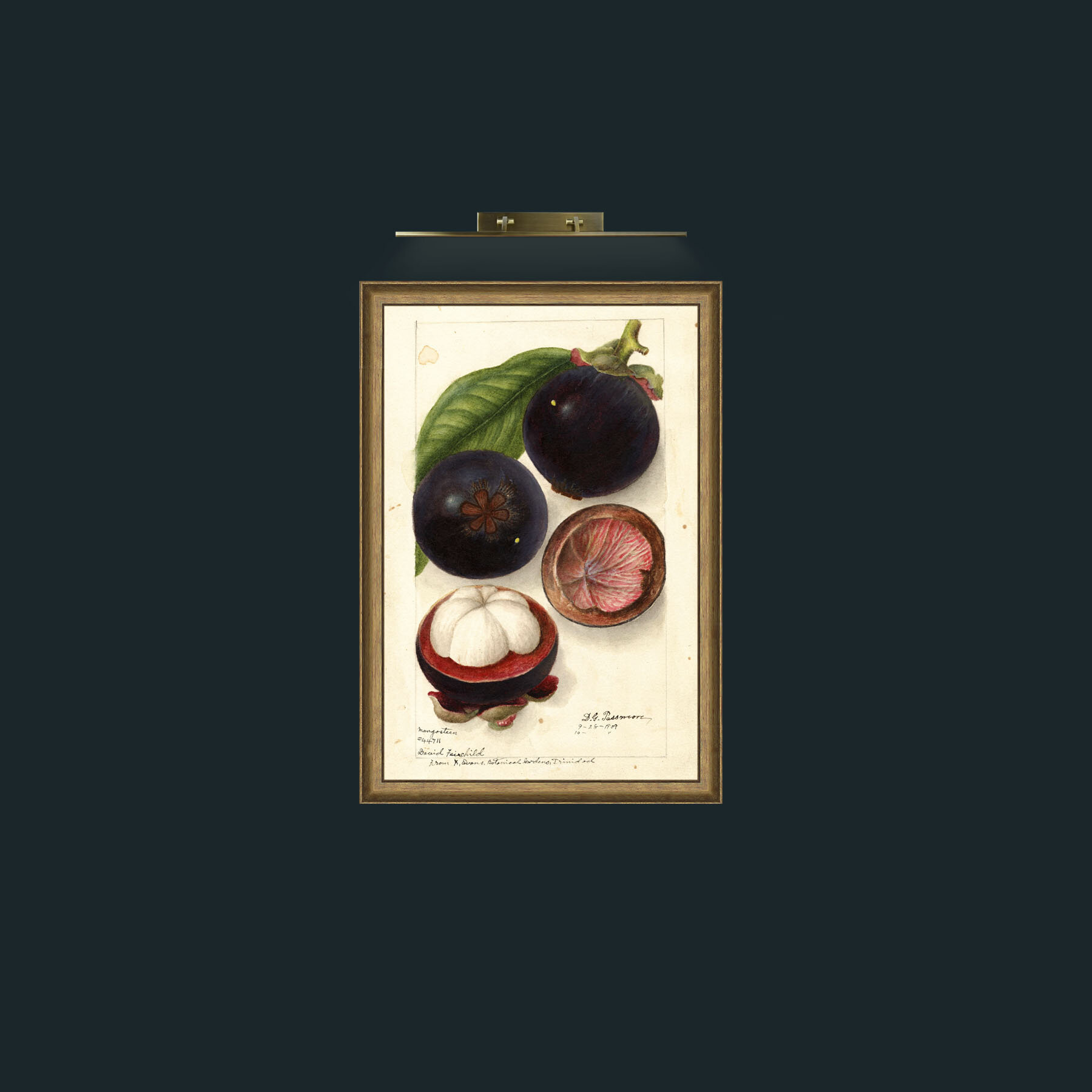 Art-Mangosteen-Frame-8RedGreenGilt.jpg