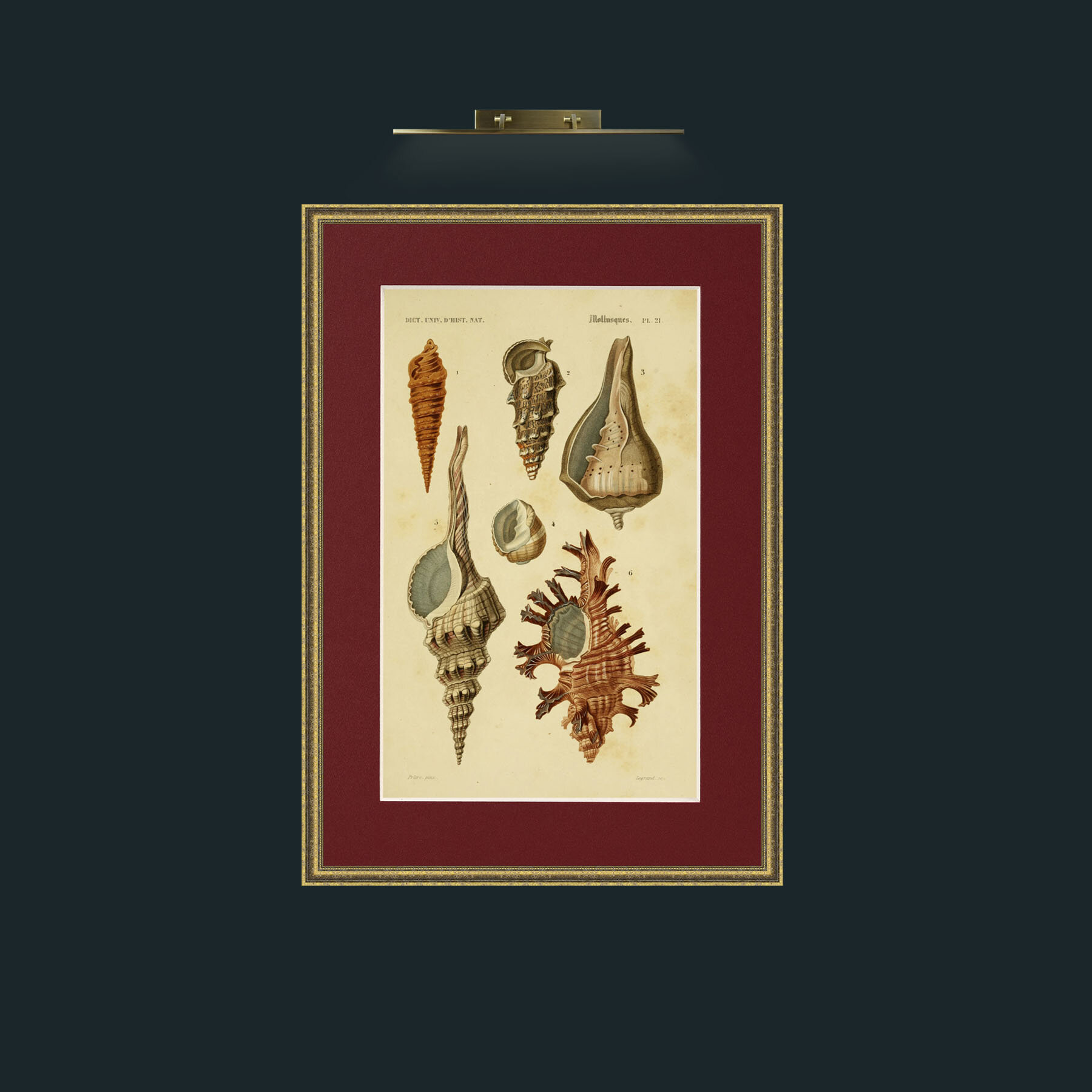 Art-Mullusques 2.jpg-Frame-1GiltTextured-Mount-4Red.jpg