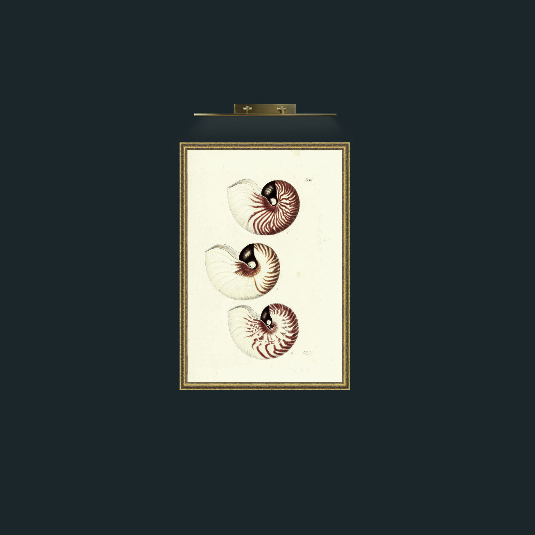 Art-Nautilus-Frame-1GiltTextured.jpg