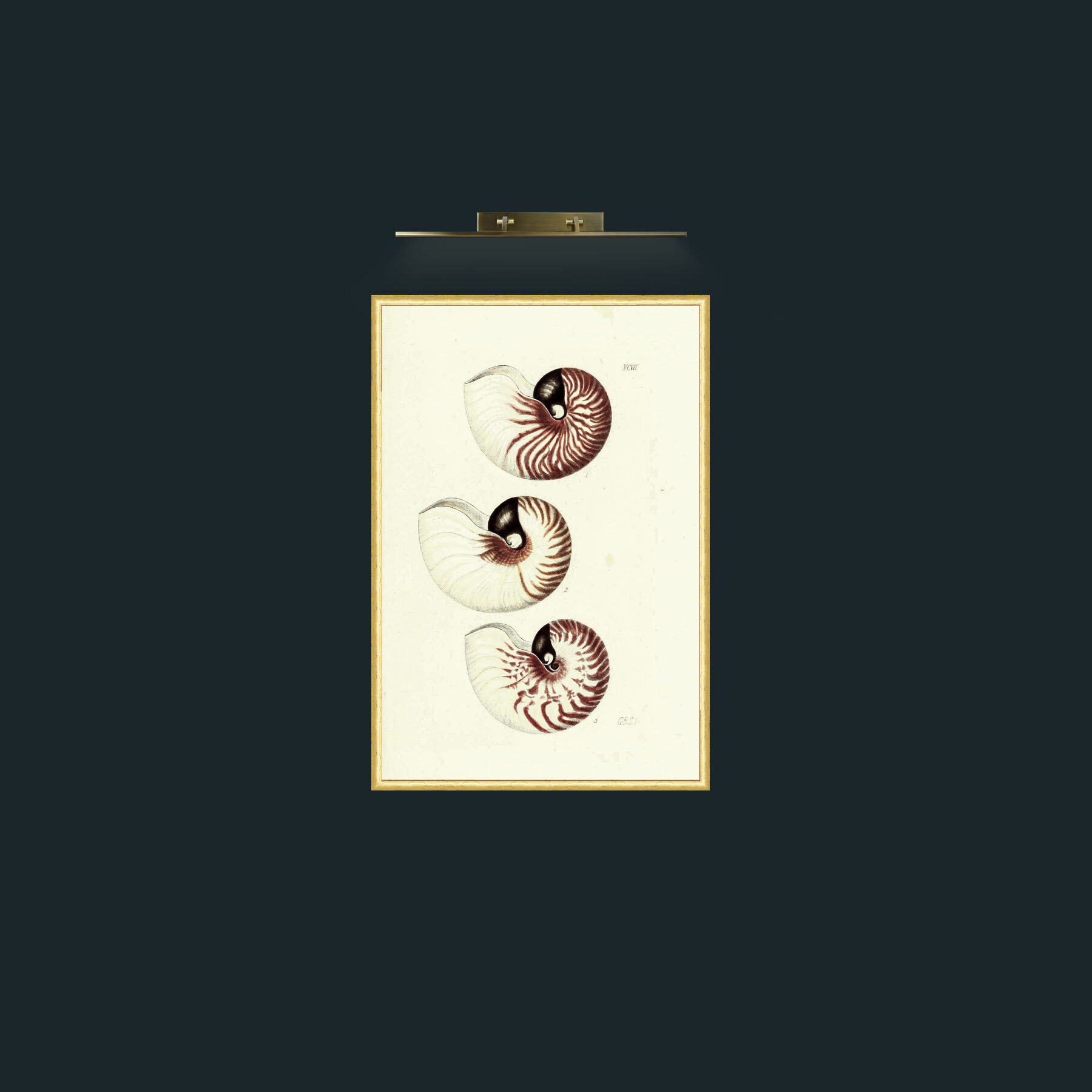 Art-Nautilus-Frame-3RoundedGilt.jpg
