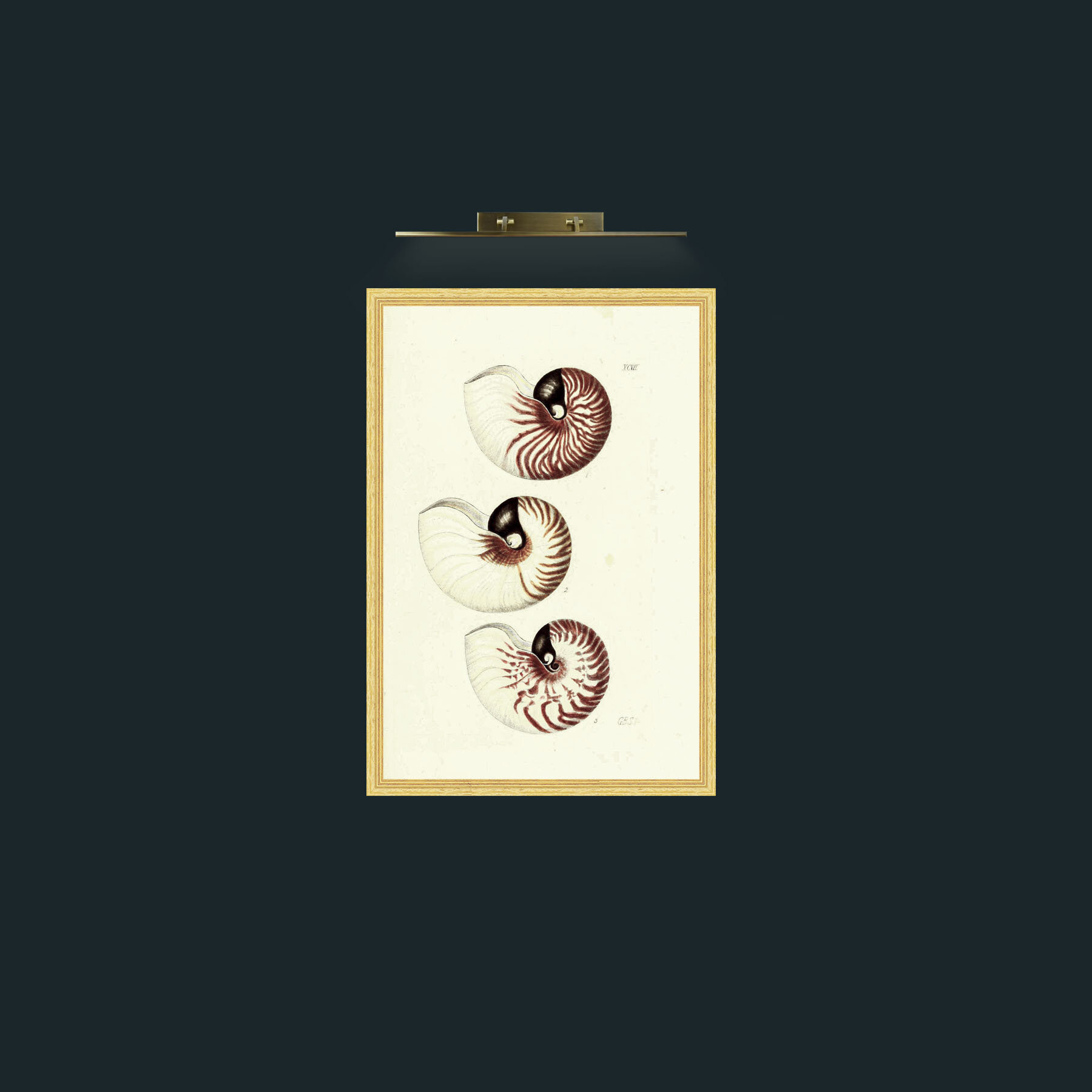 Art-Nautilus-Frame-4BevelledGilt.jpg