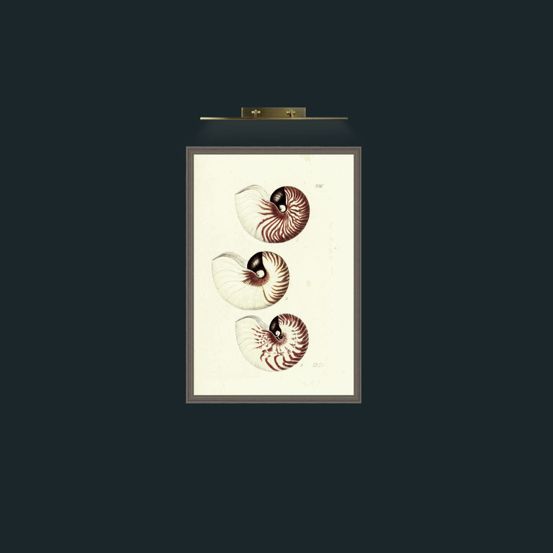 Art-Nautilus-Frame-6Grey.jpg