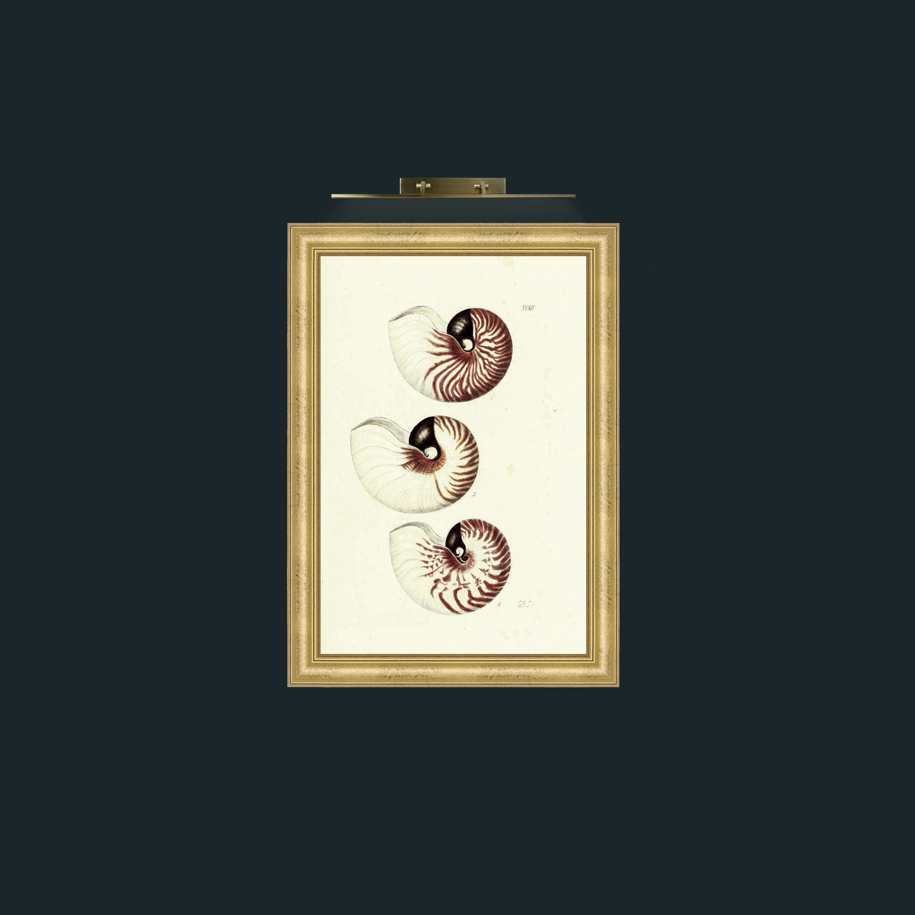 Art-Nautilus-Frame-9WideGilt.jpg