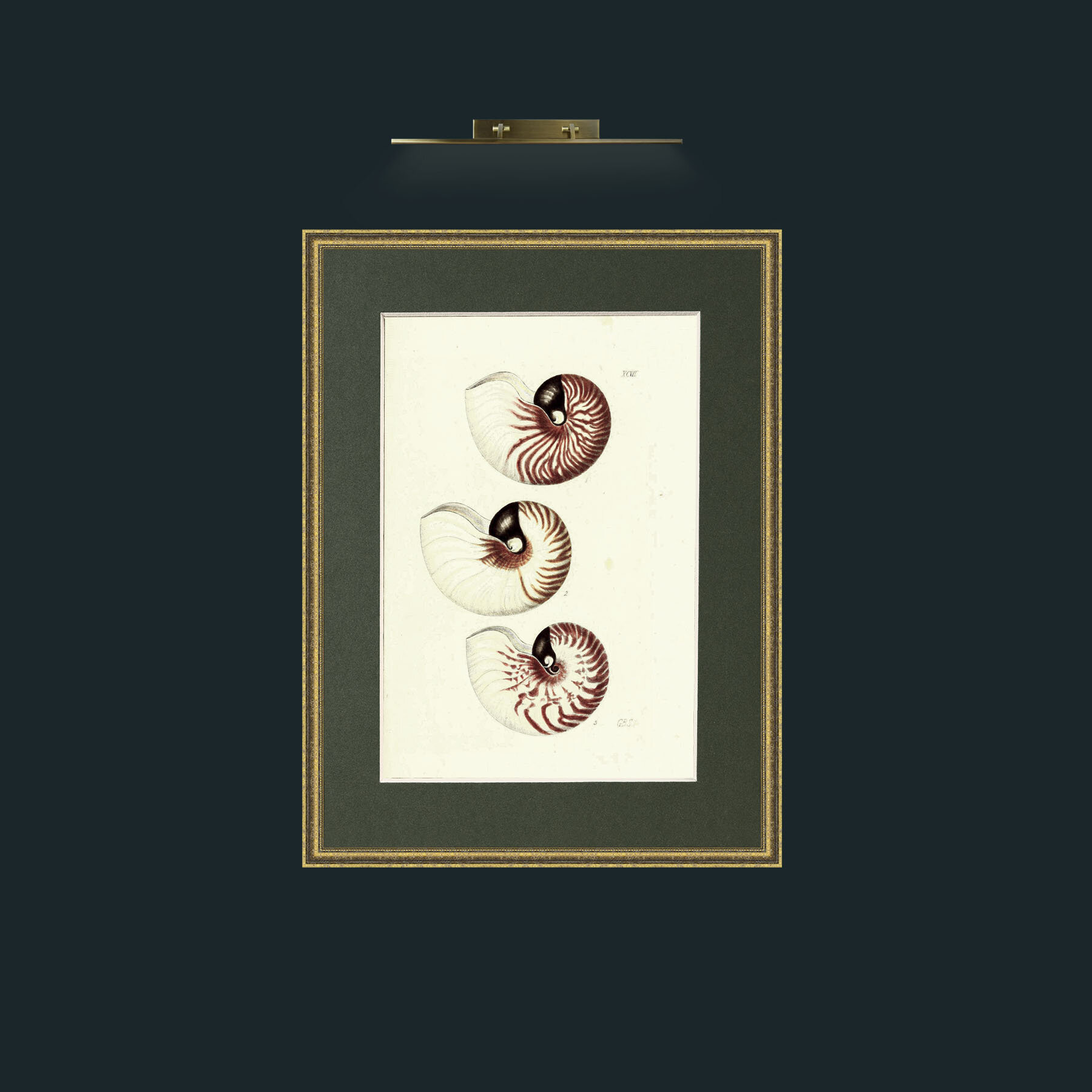 Art-Nautilus.jpg-Frame-1TexturedGilt-Mount-2Green.jpg
