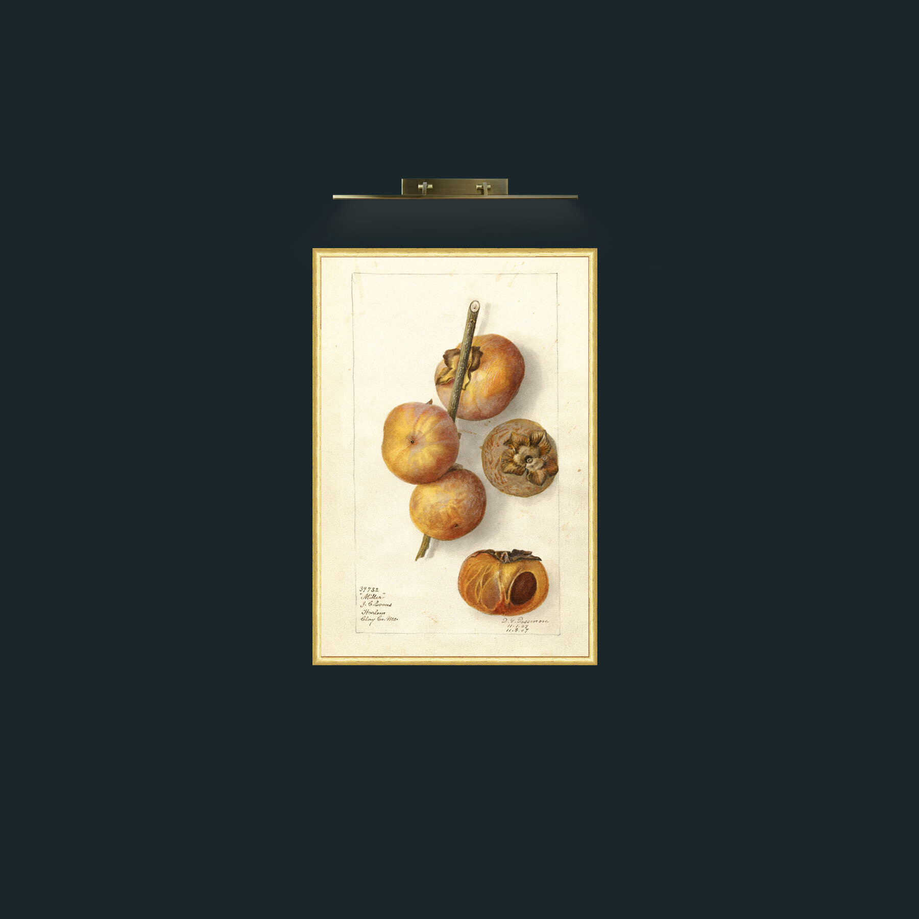 Art-Miller Persimmon-Frame-3RoundedGilt.jpg