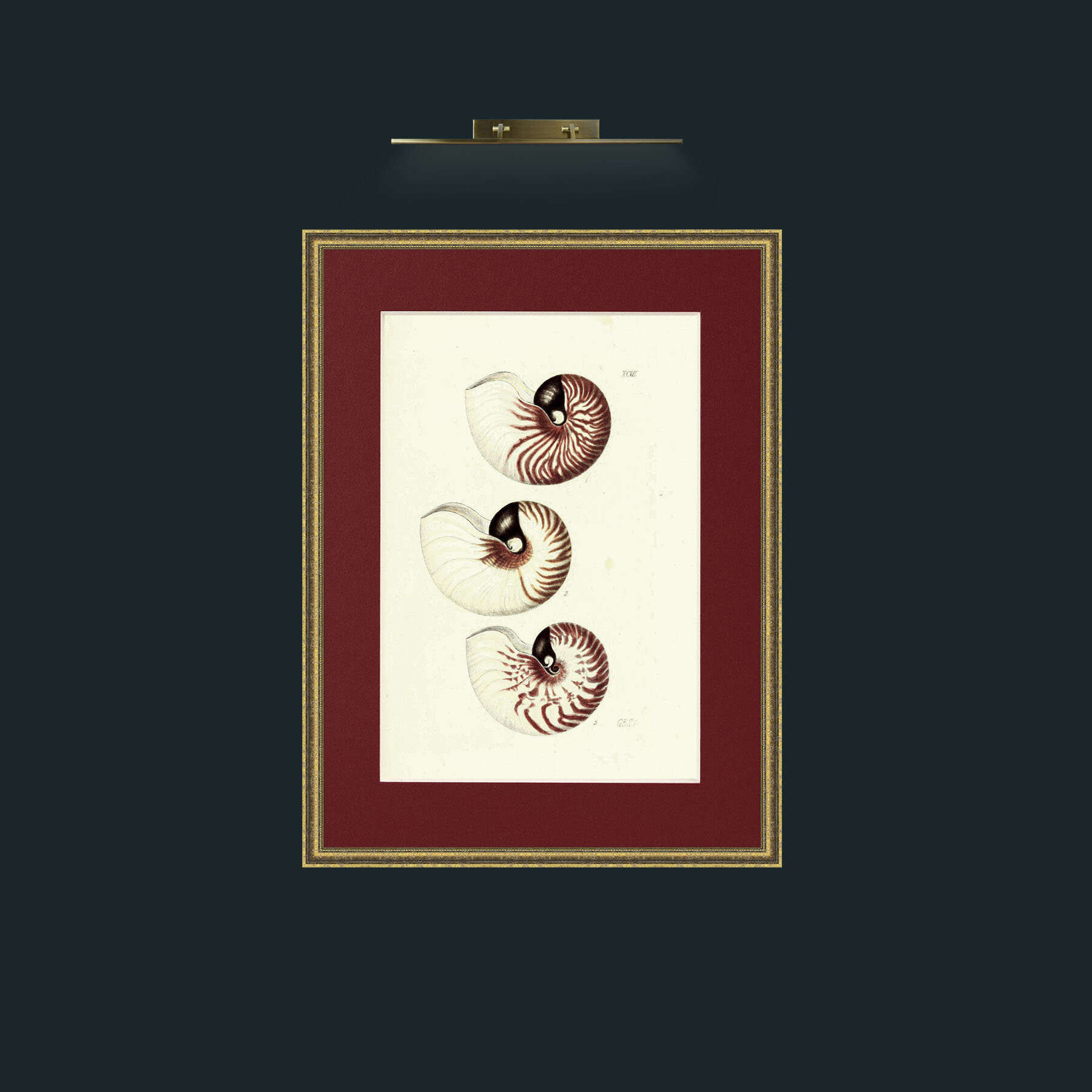 Art-Nautilus.jpg-Frame-1TexturedGilt-Mount-4Red.jpg