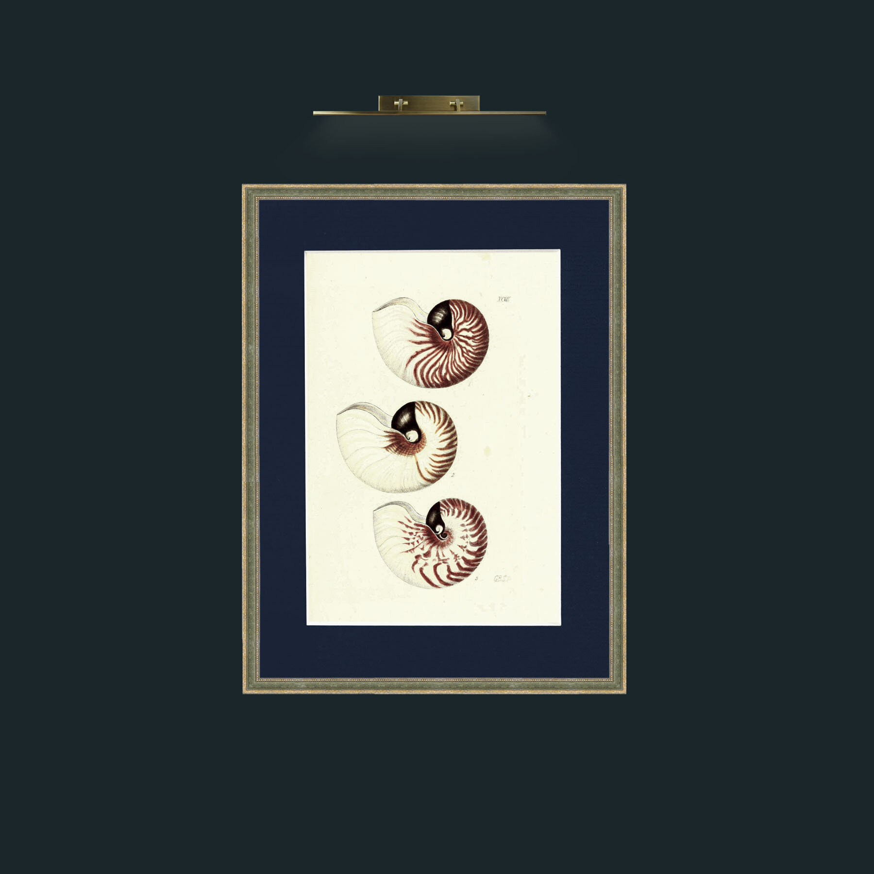 Art-Nautilus.jpg-Frame-2GreenGiltTextured-Mount-3Blue.jpg