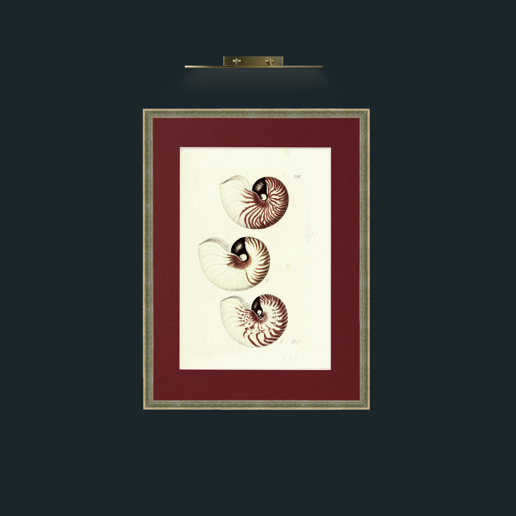 Art-Nautilus.jpg-Frame-2GreenGiltTextured-Mount-4Red.jpg