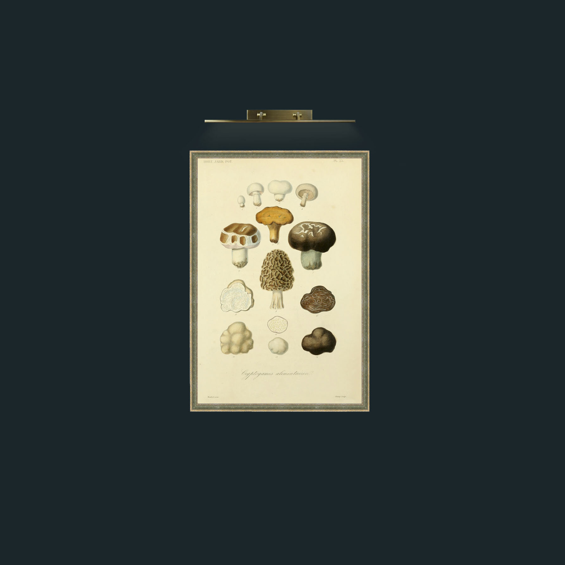Art-Mushrooms-Frame-2GreenGiltTextured.jpg