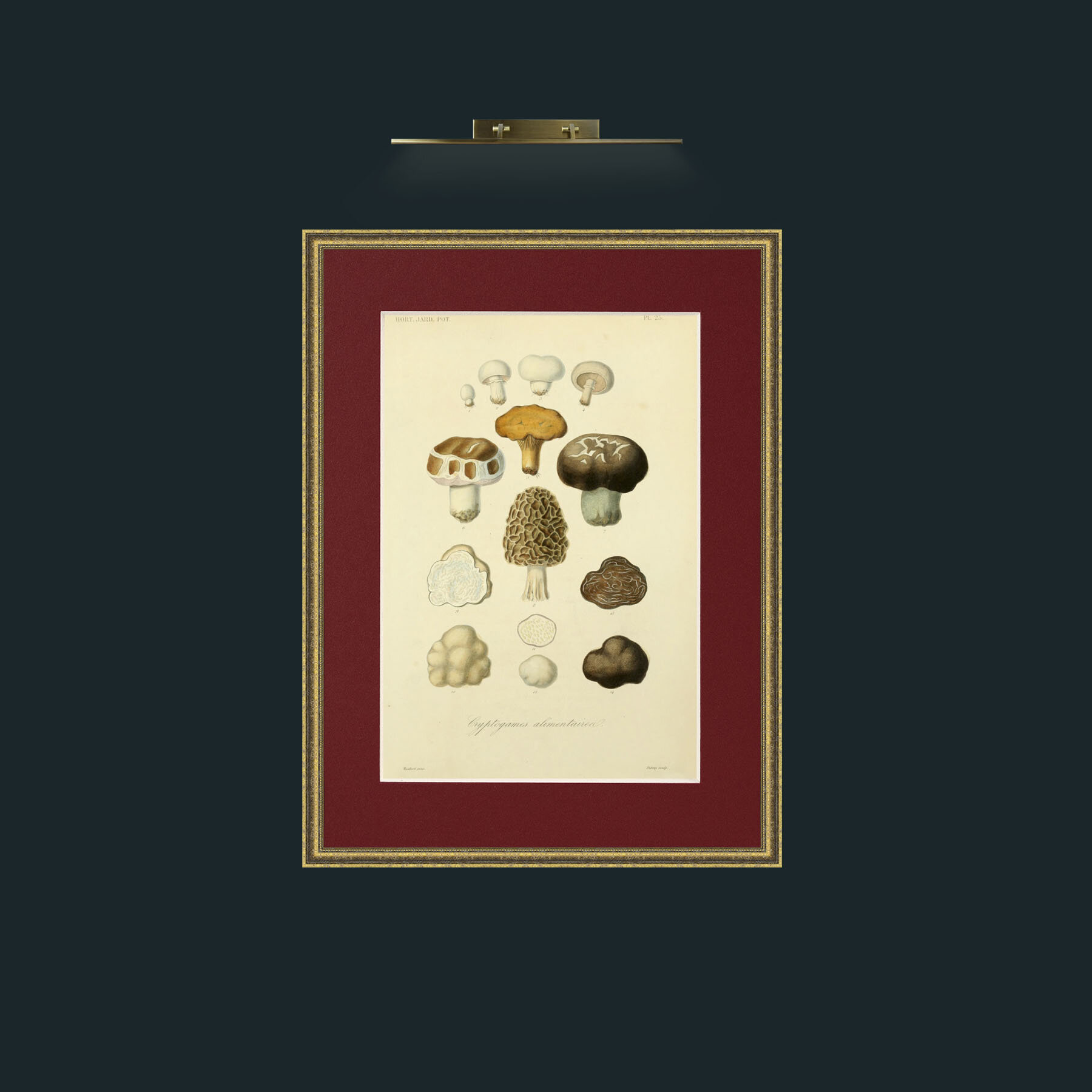 Art-Mushrooms.jpg-Frame-1TexturedGilt-Mount-4Red.jpg