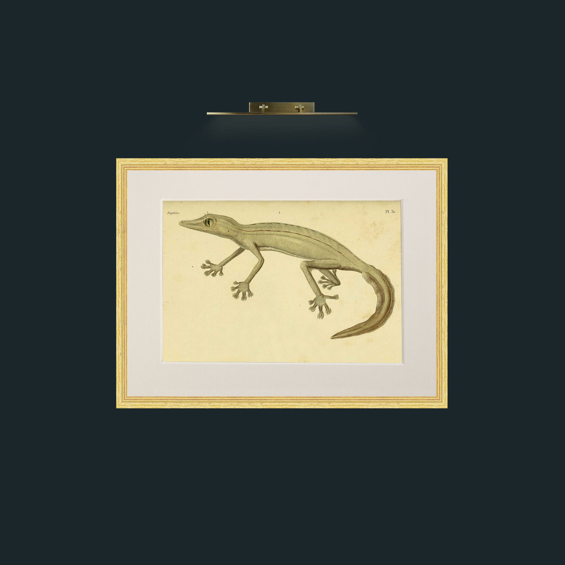 Art-Ptyodactyle Raye-Frame-4BevelledGilt-Mount-1Antique.jpg