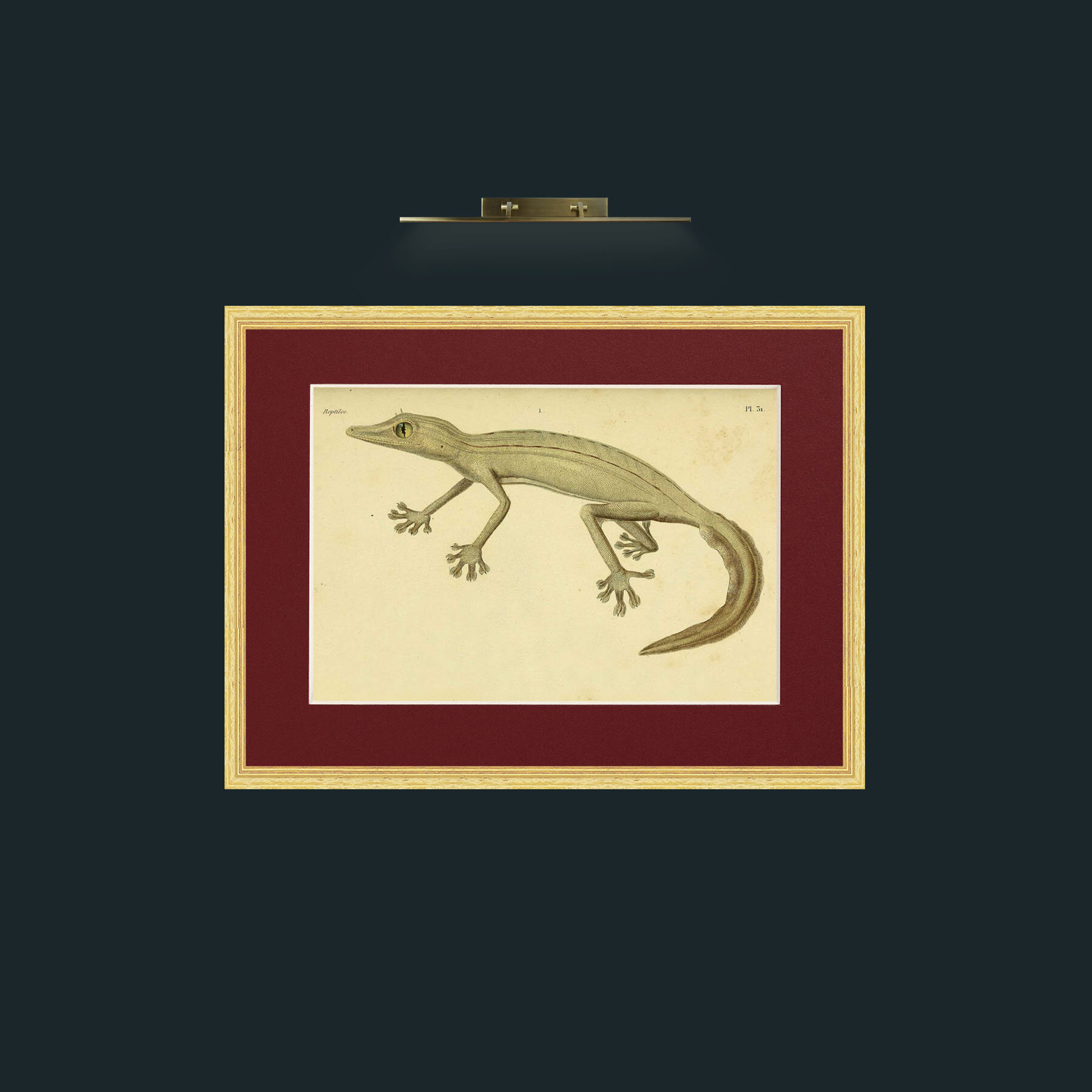 Art-Ptyodactyle Raye-Frame-4BevelledGilt-Mount-4Red.jpg