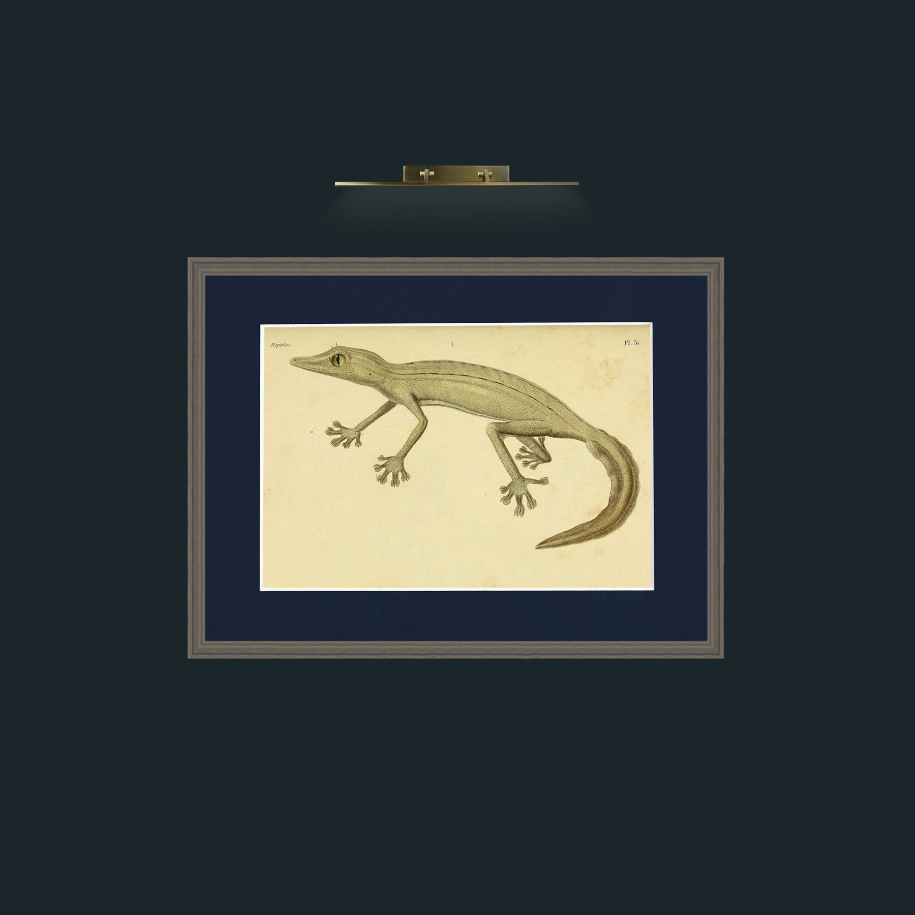 Art-Ptyodactyle Raye-Frame-6Grey-Mount-3Blue.jpg