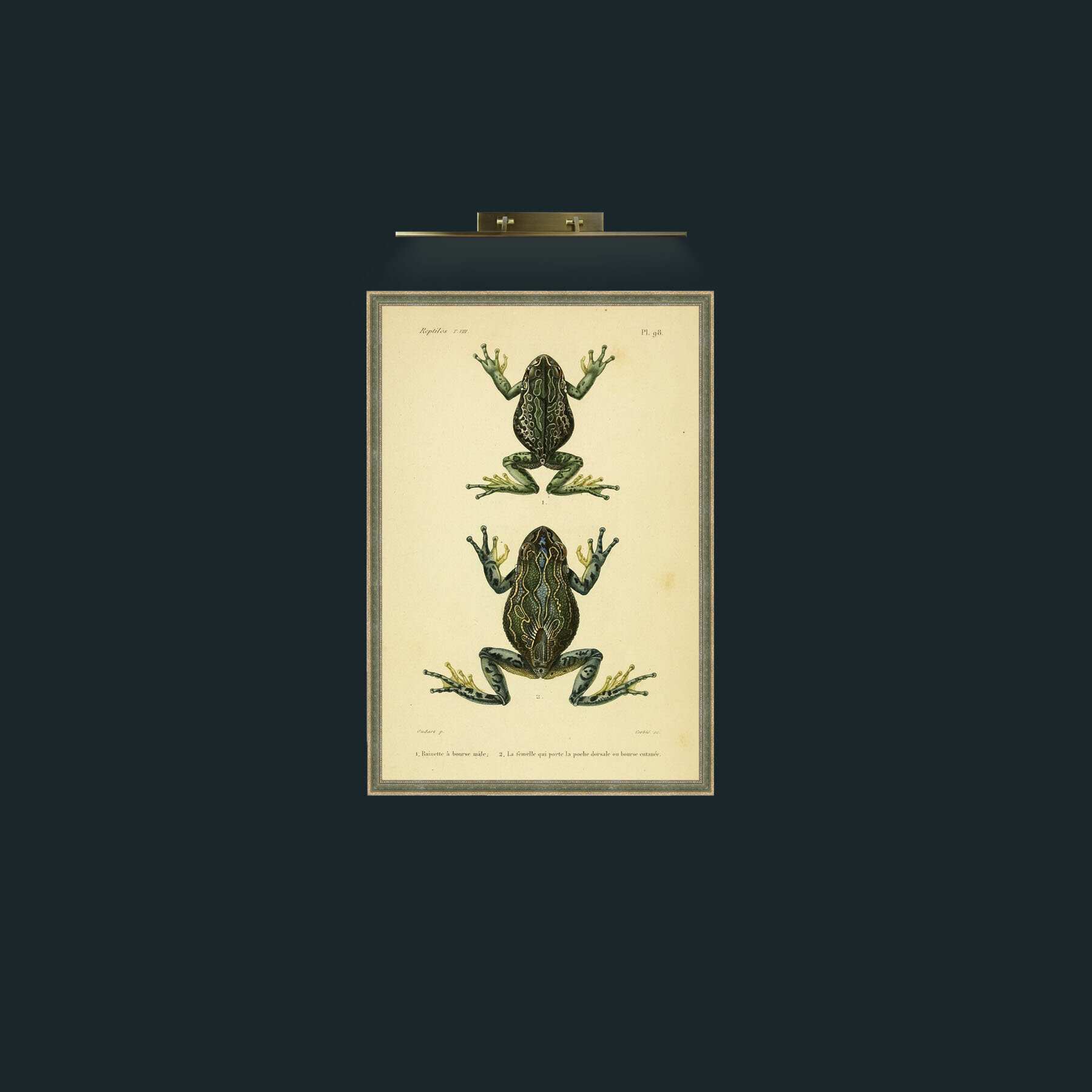 Art-Rainette Frog-Frame-2GreenGiltTextured.jpg