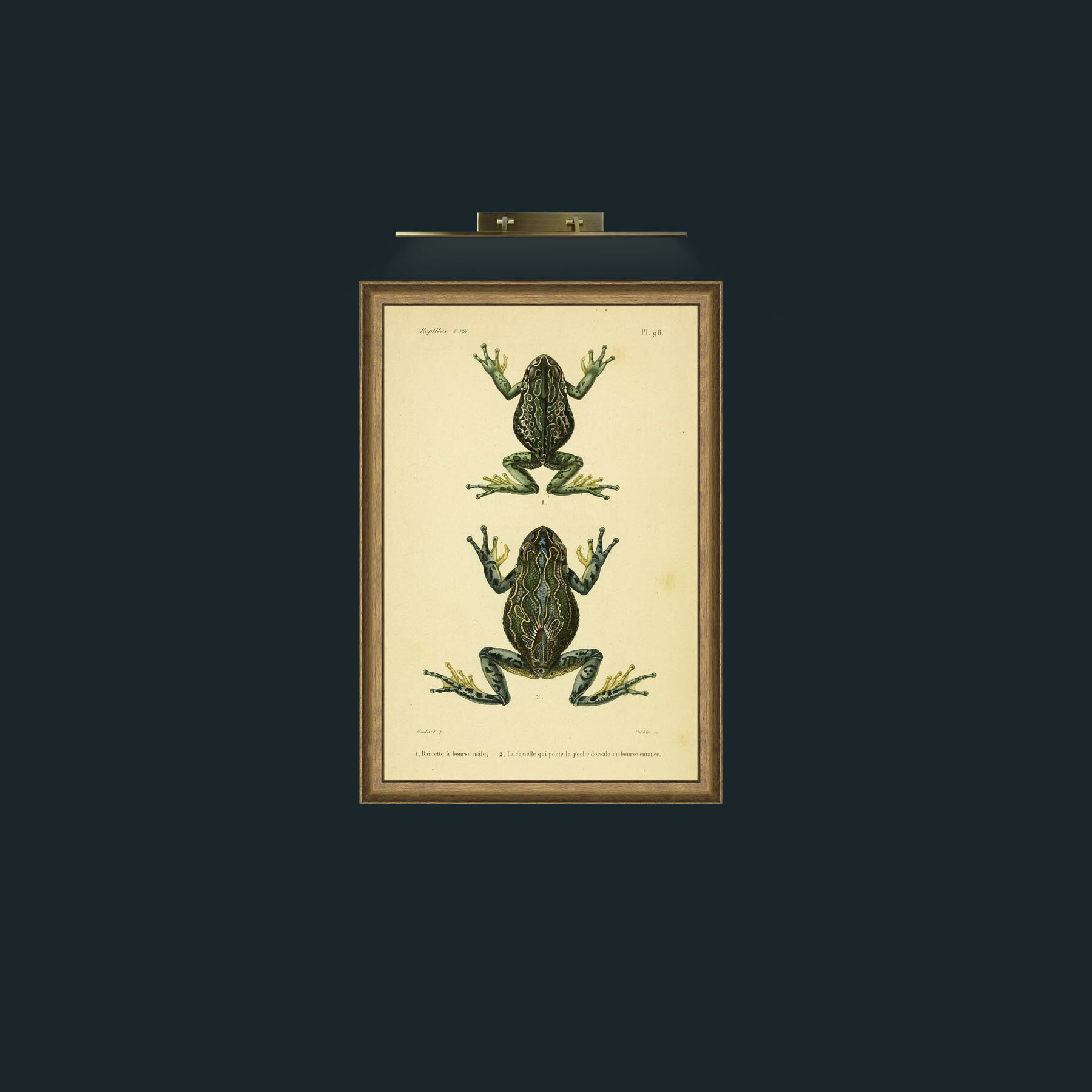 Art-Rainette Frog-Frame-8RedGreenGilt.jpg