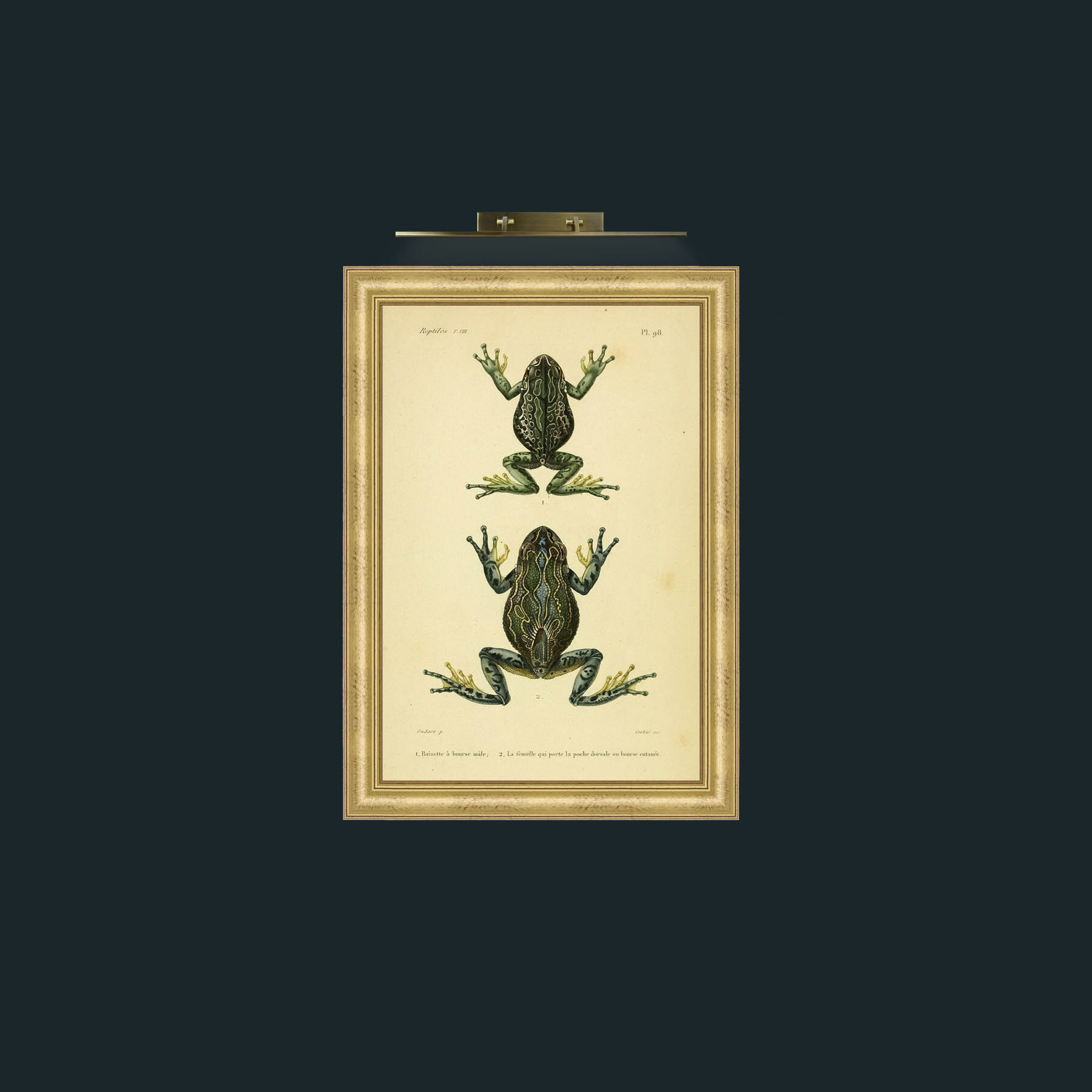Art-Rainette Frog-Frame-9WideGilt.jpg