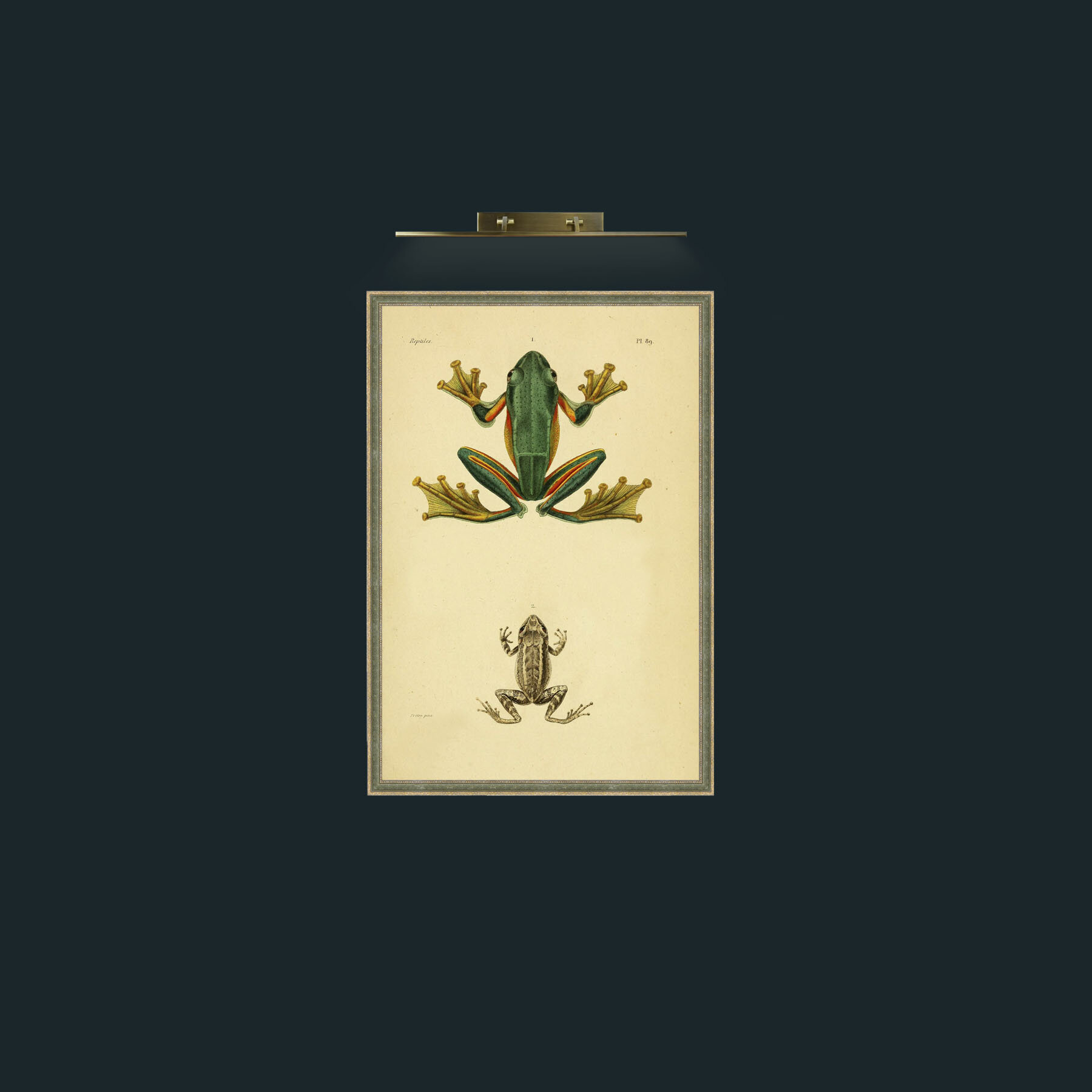Art-Rhacophone Reinwardt-Frame-2GreenGiltTextured.jpg