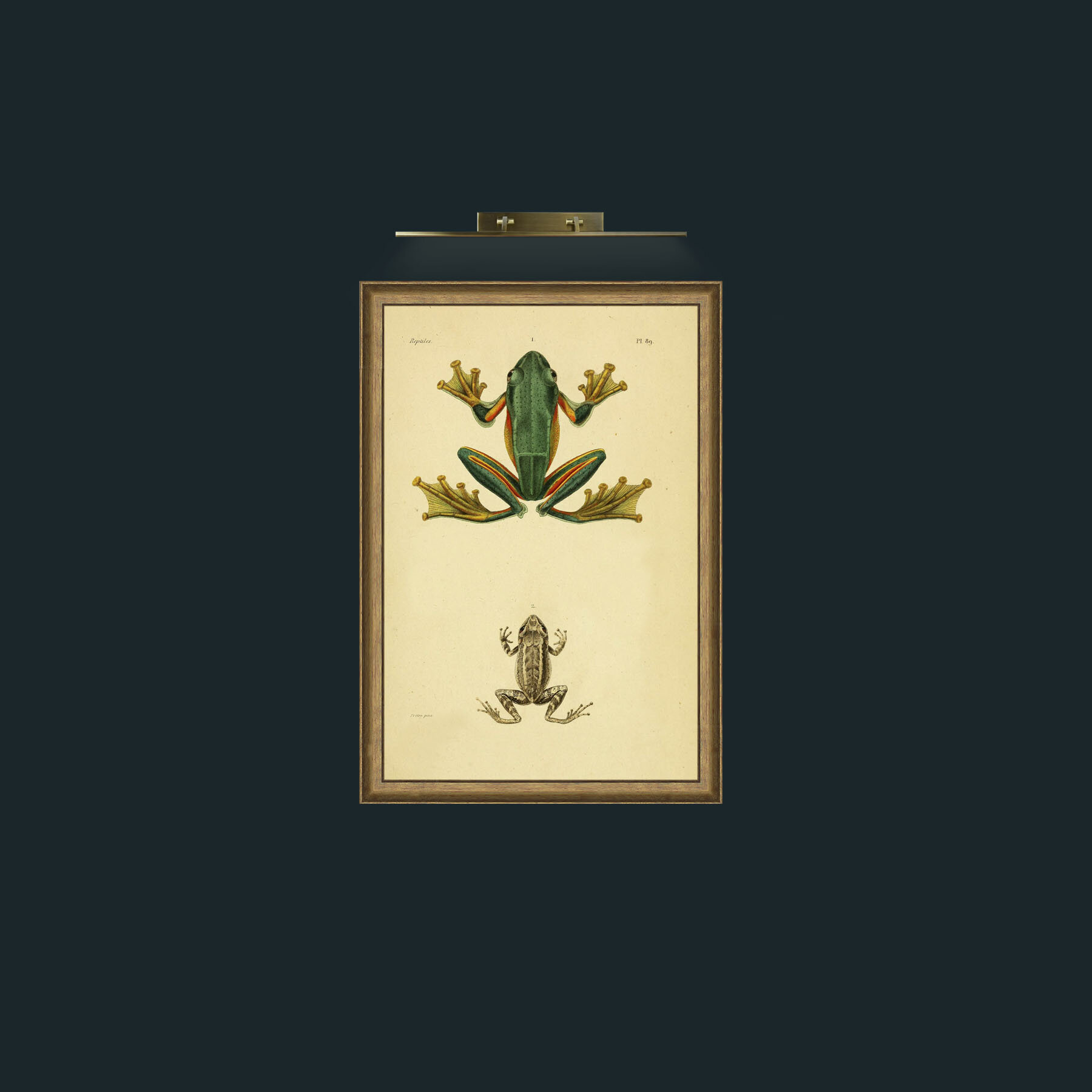 Art-Rhacophone Reinwardt-Frame-8RedGreenGilt.jpg