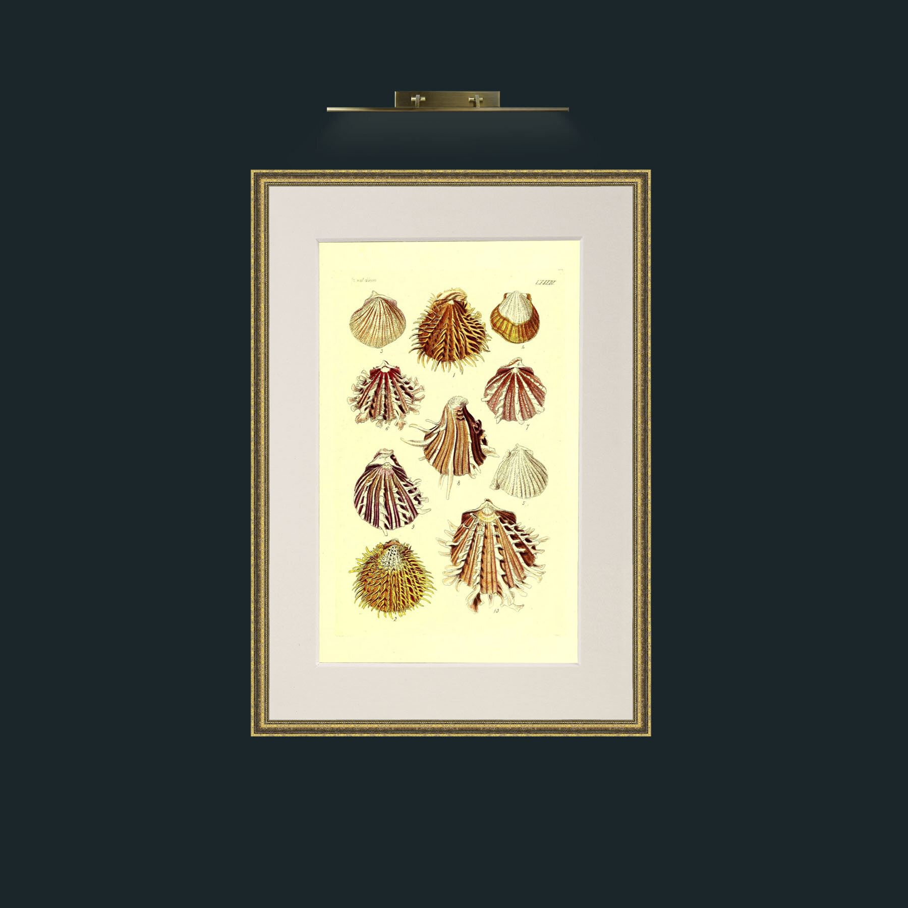 Art-Shells 2.jpg-Frame-1GiltTextured-Mount-1Antique.jpg