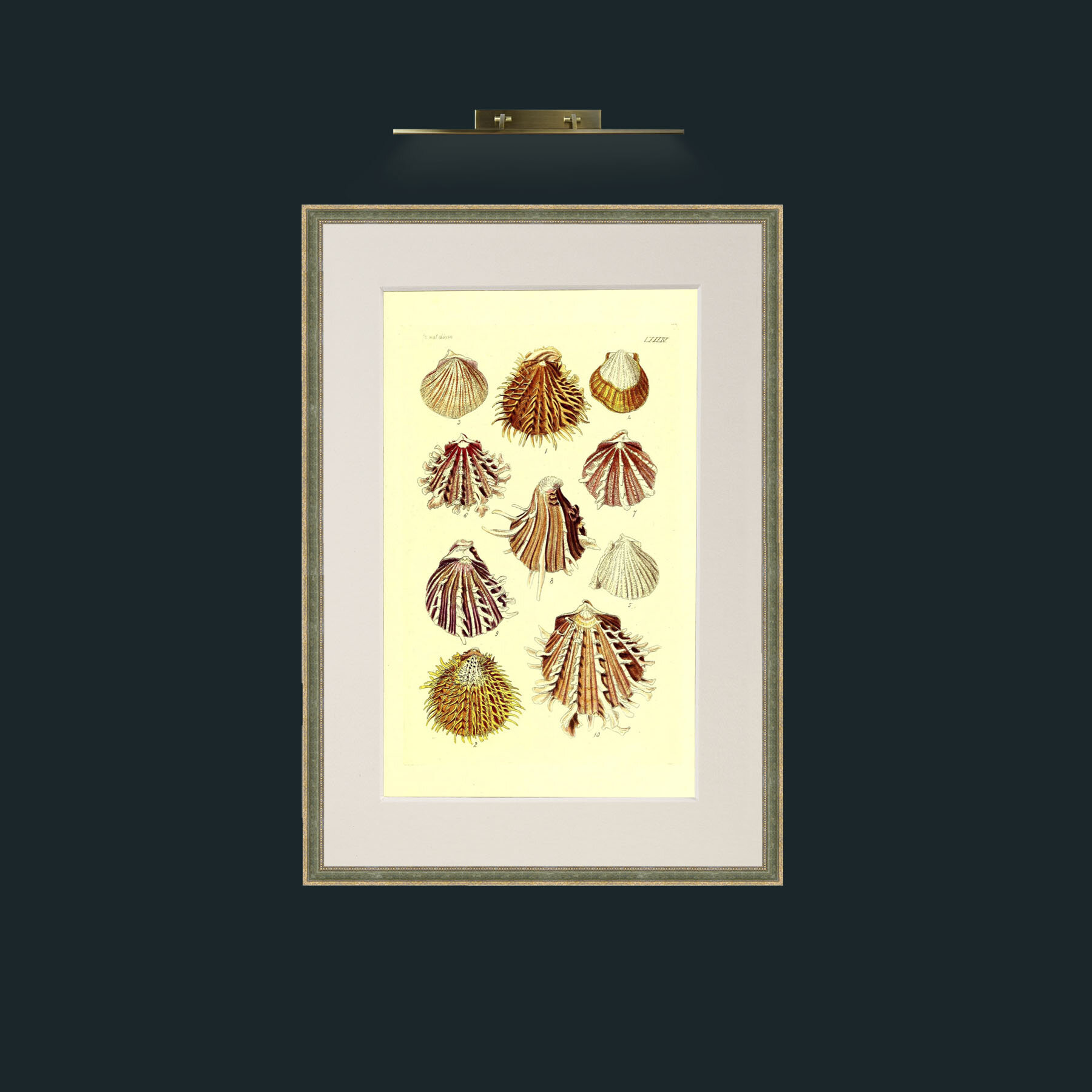 Art-Shells 2.jpg-Frame-2GreenGiltTextured-Mount-1Antique.jpg