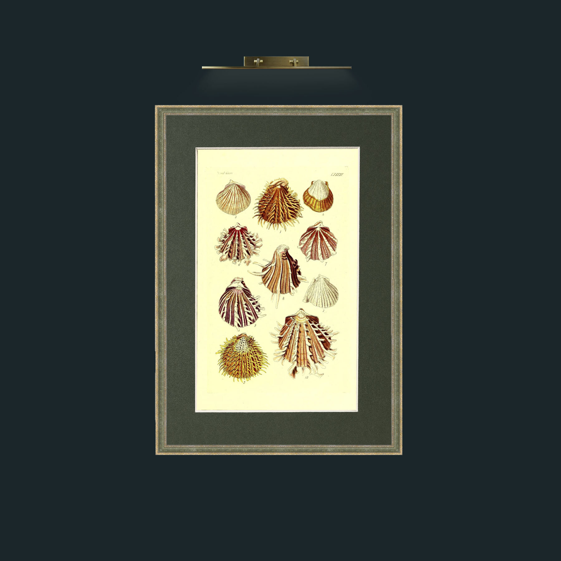 Art-Shells 2.jpg-Frame-2GreenGiltTextured-Mount-2Green.jpg